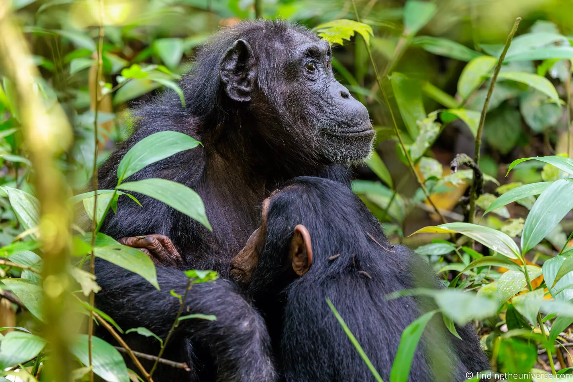 Chimpanzee Trekking Uganda