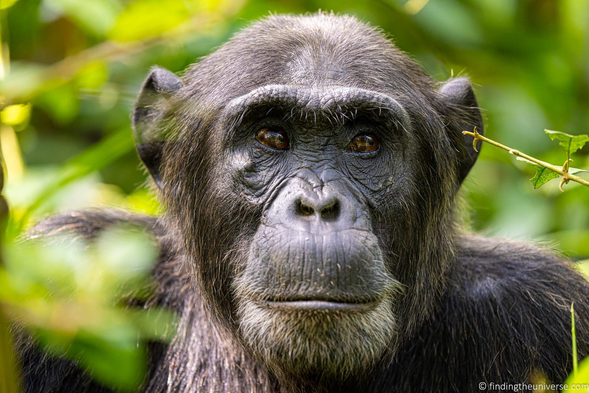 Chimpanzee Trekking Uganda