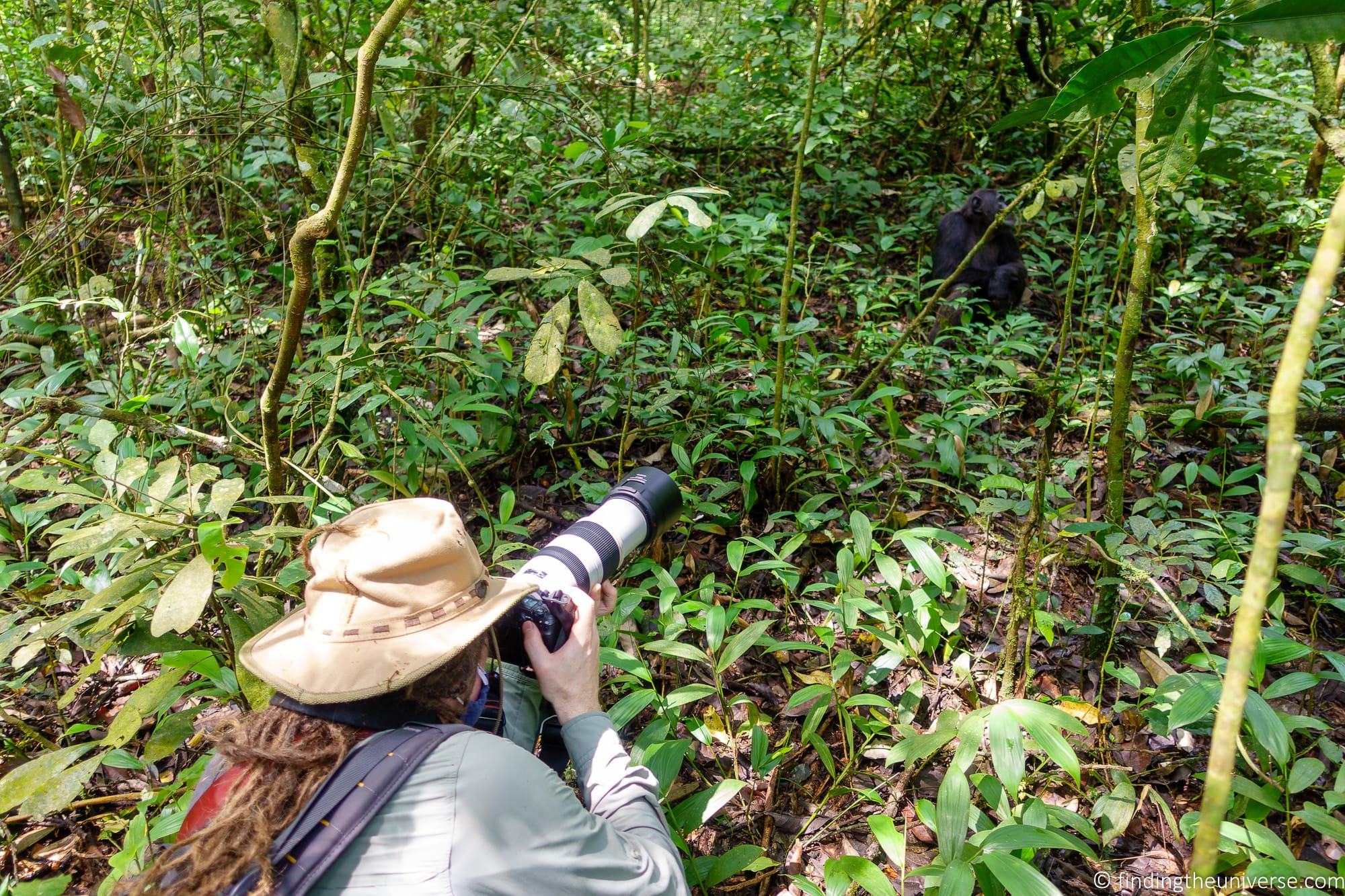 Chimpanzee Trekking Uganda