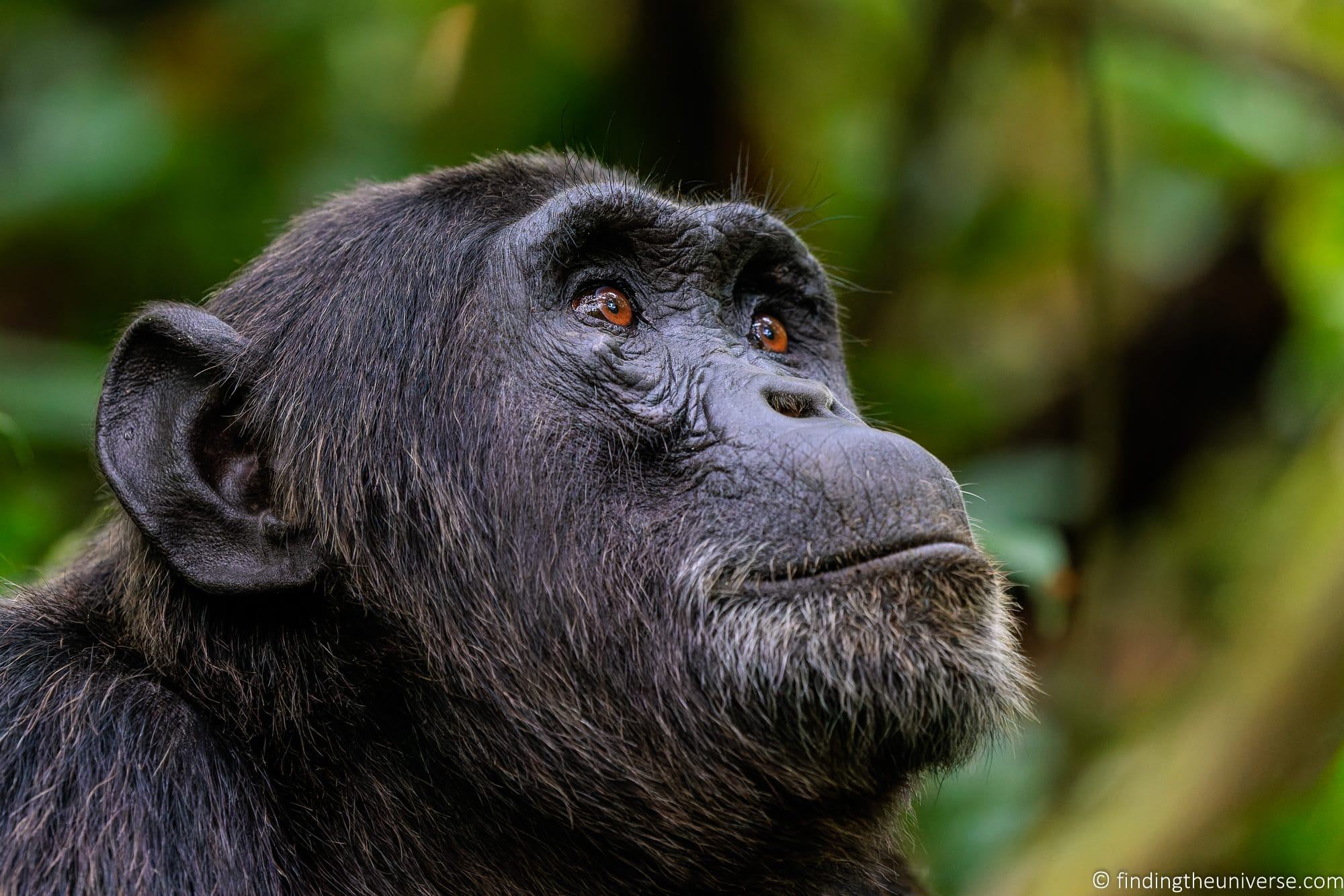 Chimpanzee Trekking Uganda