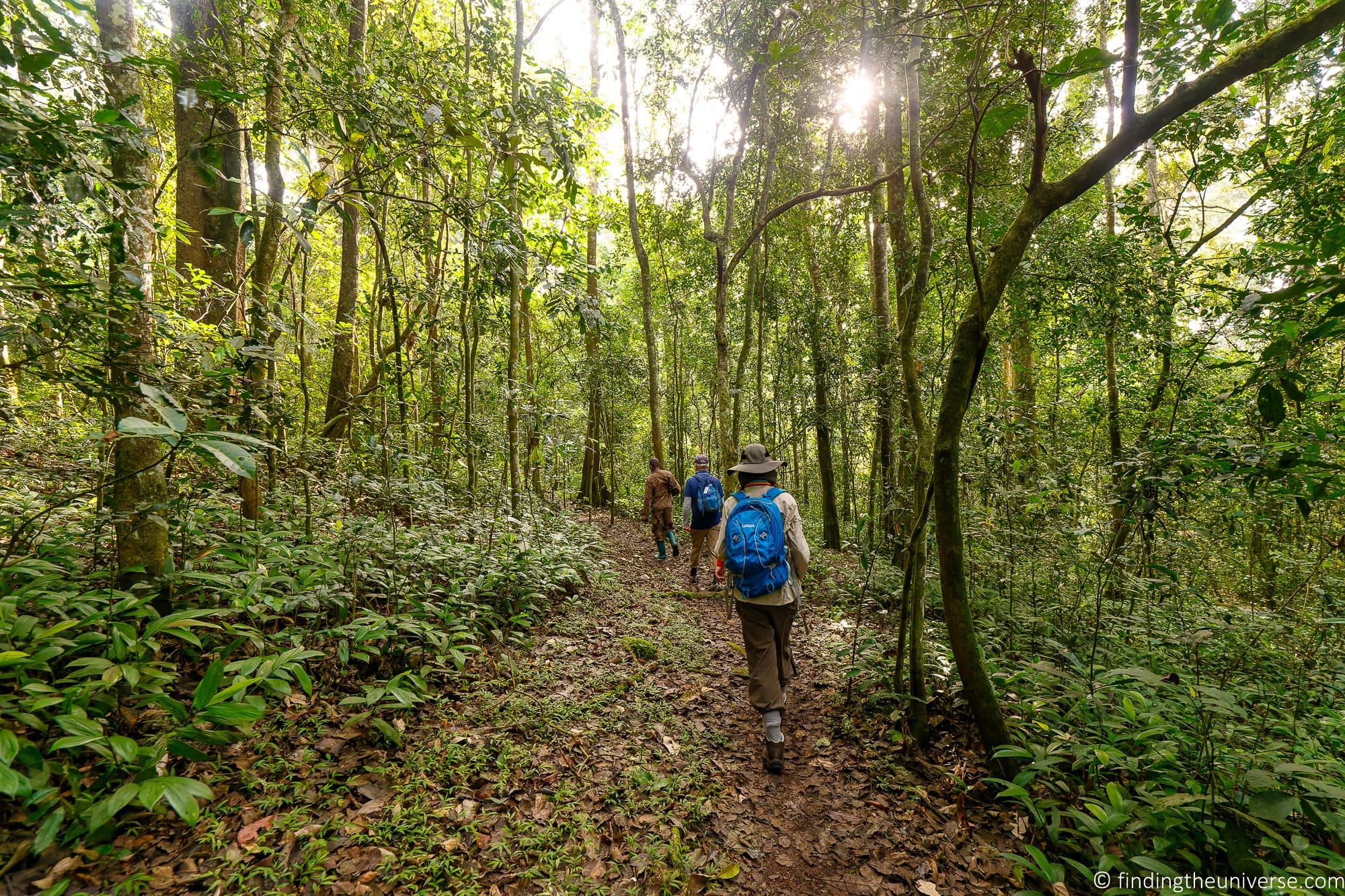 Chimpanzee Trekking Uganda