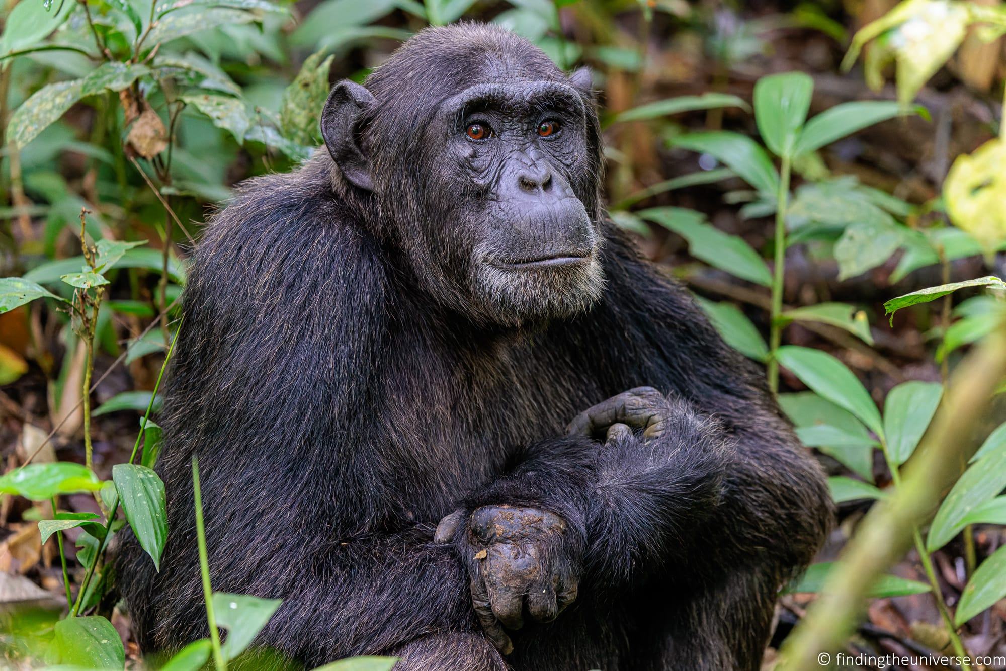 Chimpanzee Trekking Uganda