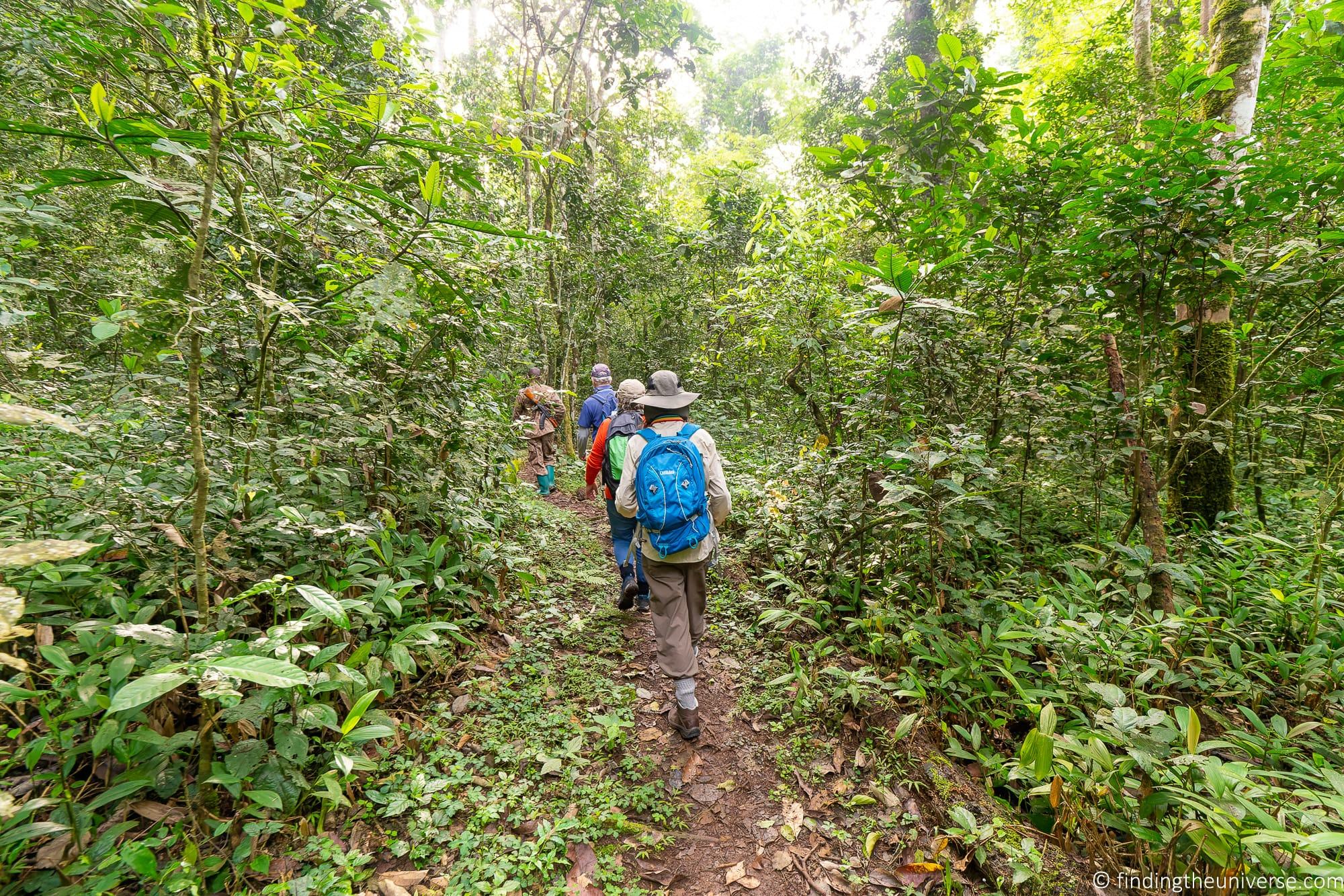 Chimpanzee Trekking Uganda