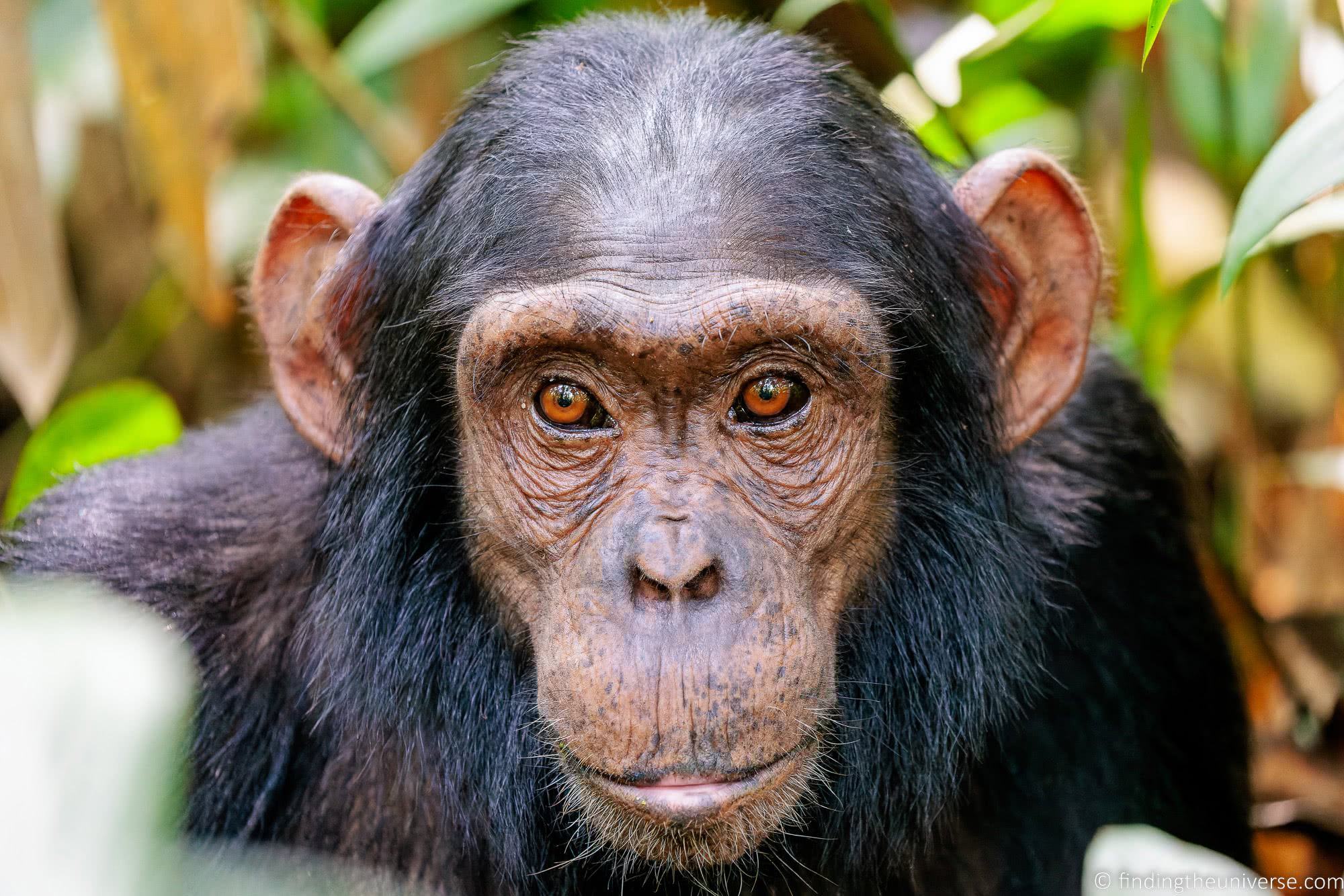 Chimpanzee Trekking in Uganda - A Complete Guide