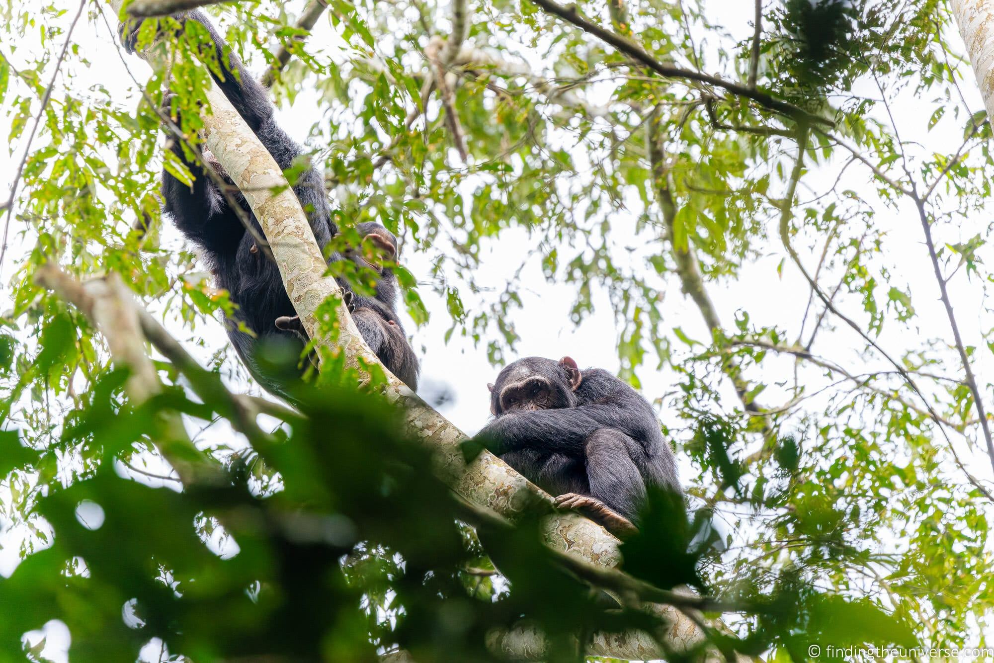 Chimpanzee Trekking Uganda