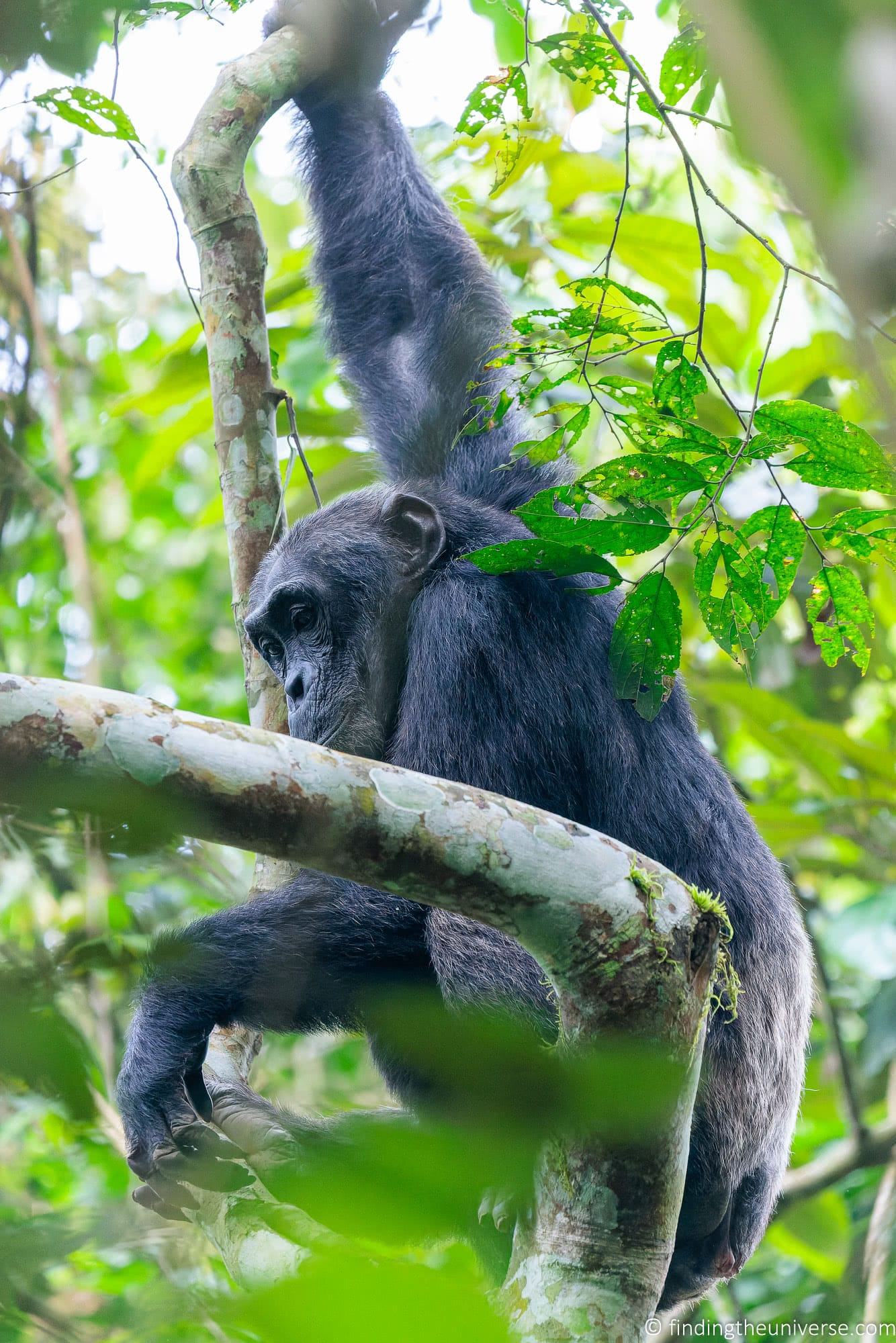 Chimpanzee Trekking Uganda