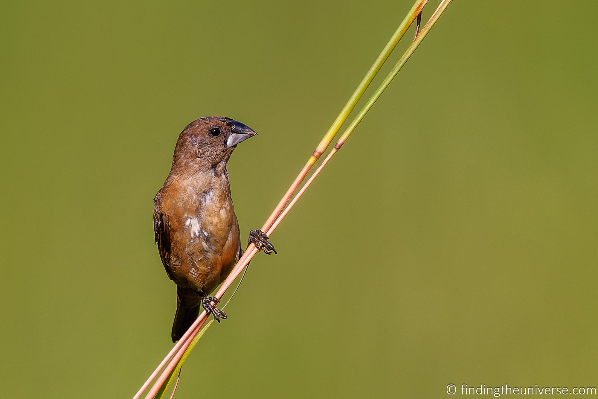 Biirds in Entebbe Botanical Garden