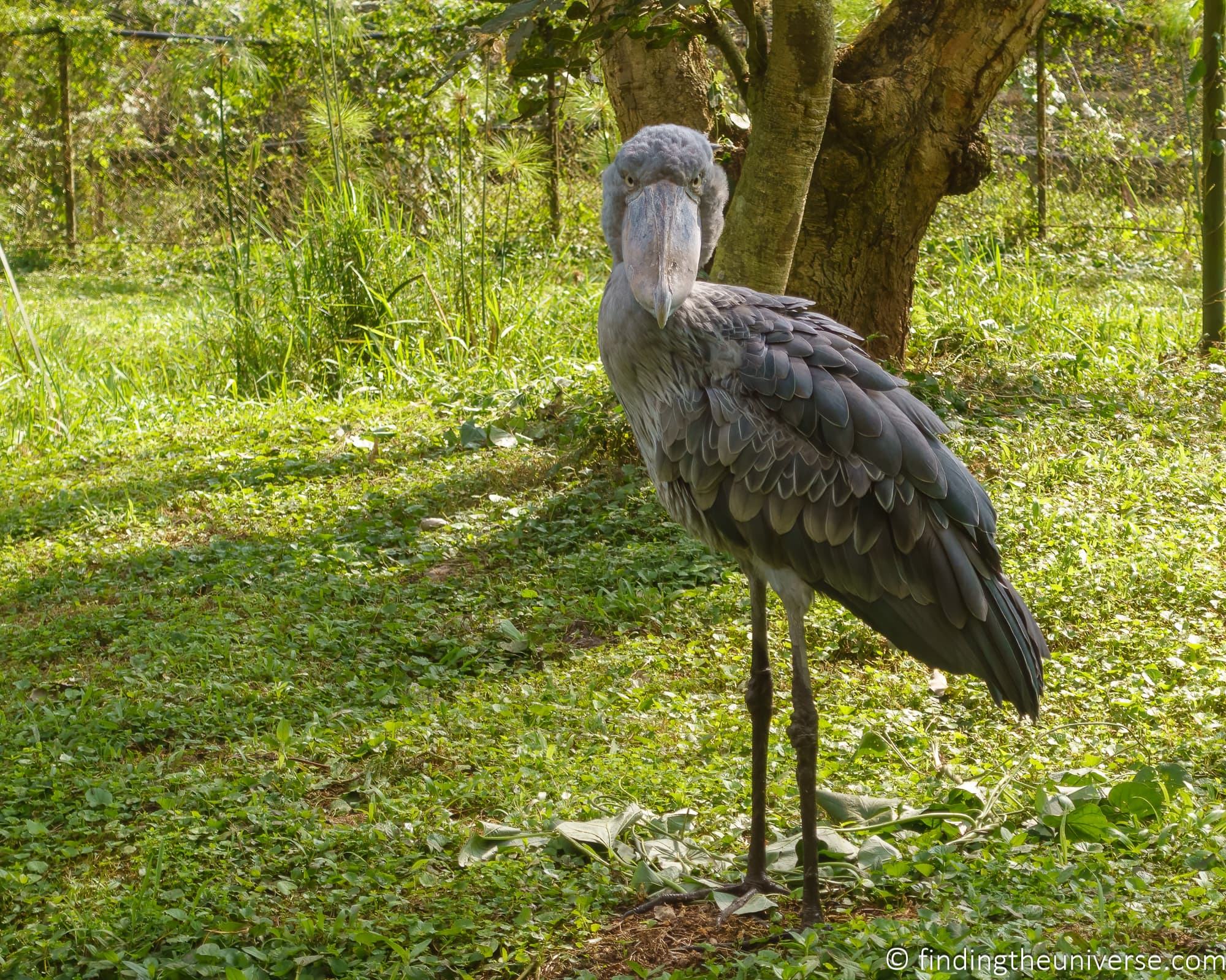 Shoebill Stork Entebbe