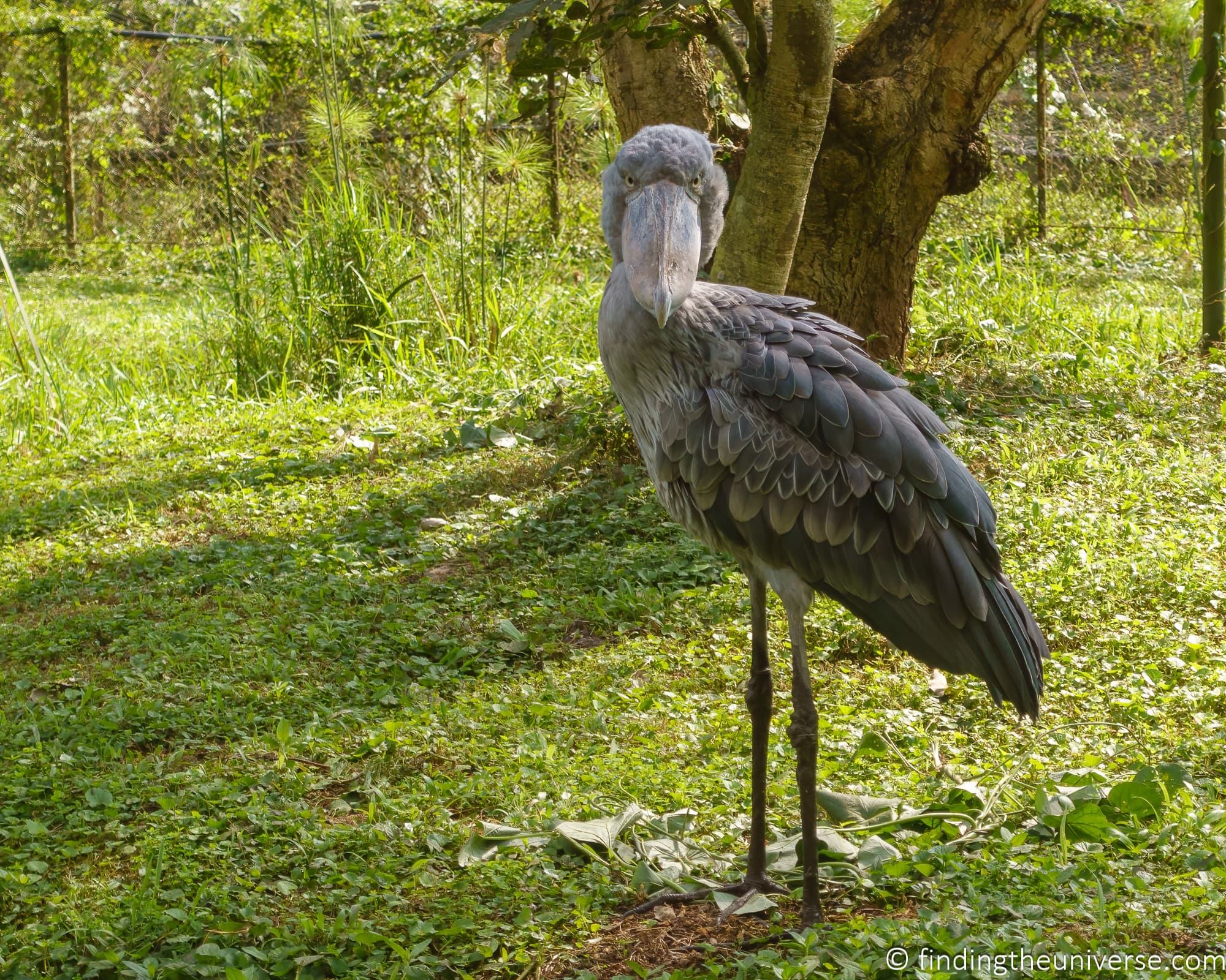 Shoebill Stork Entebbe