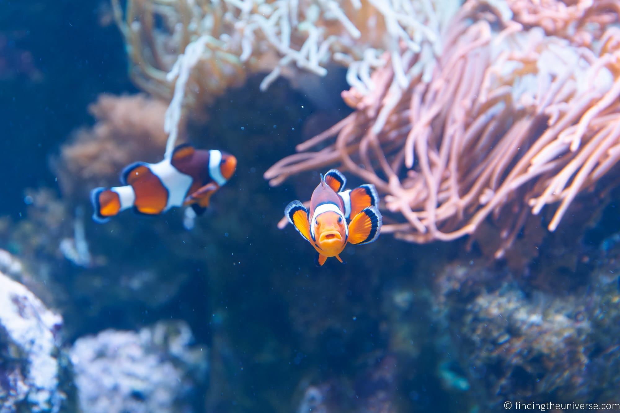 Shedd Aquarium Chicago