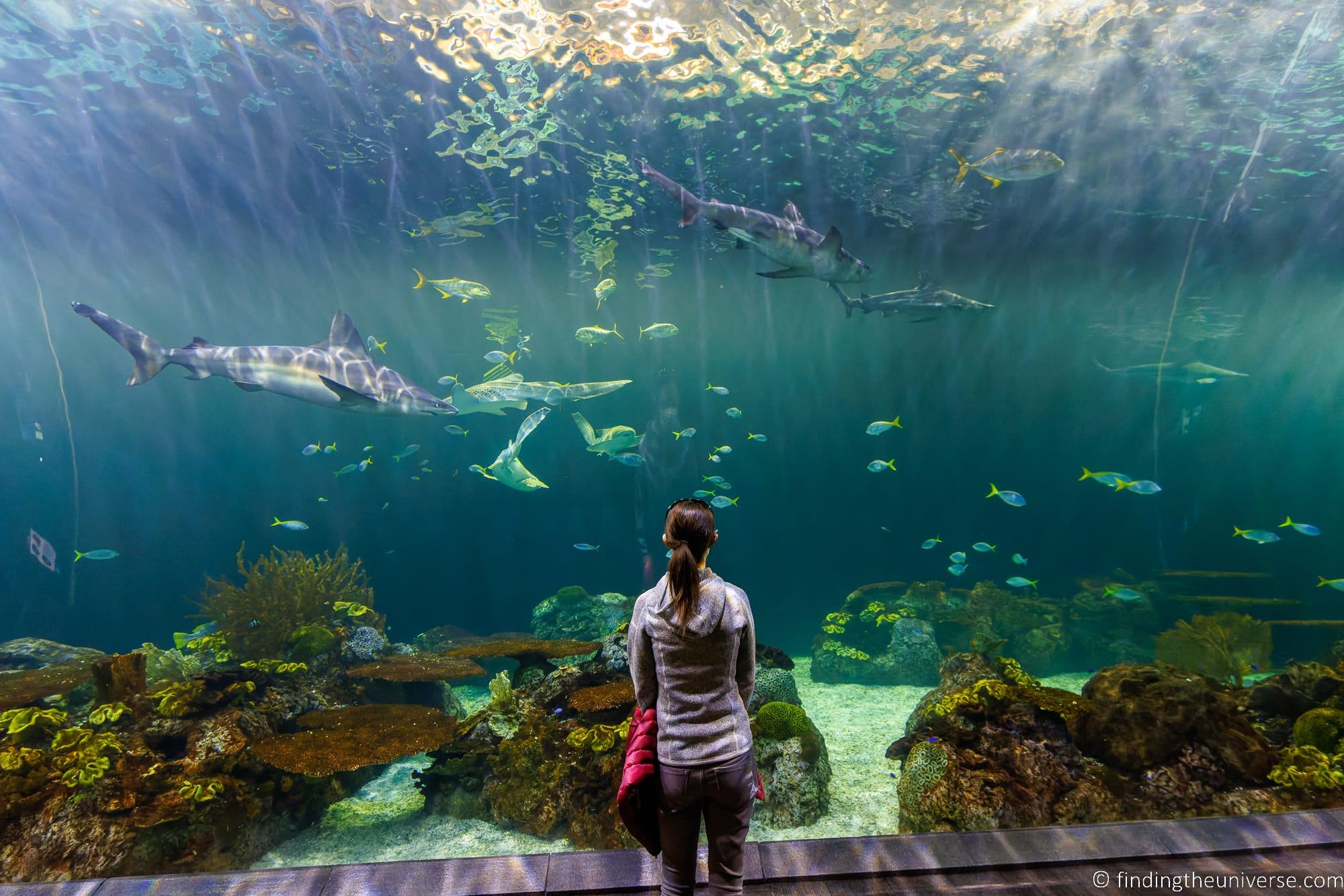 Shedd Aquarium Chicago