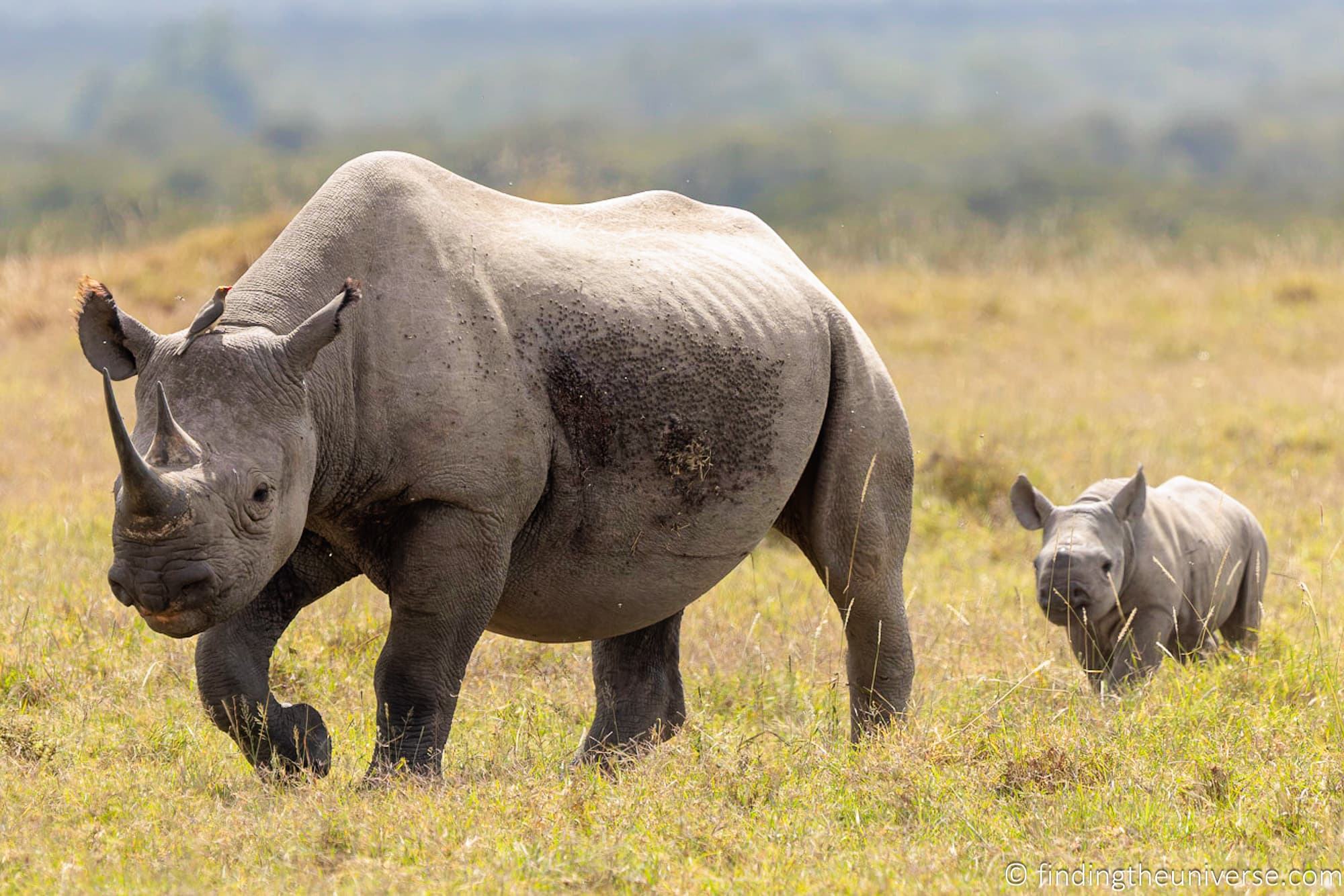 Black Rhino Kenya