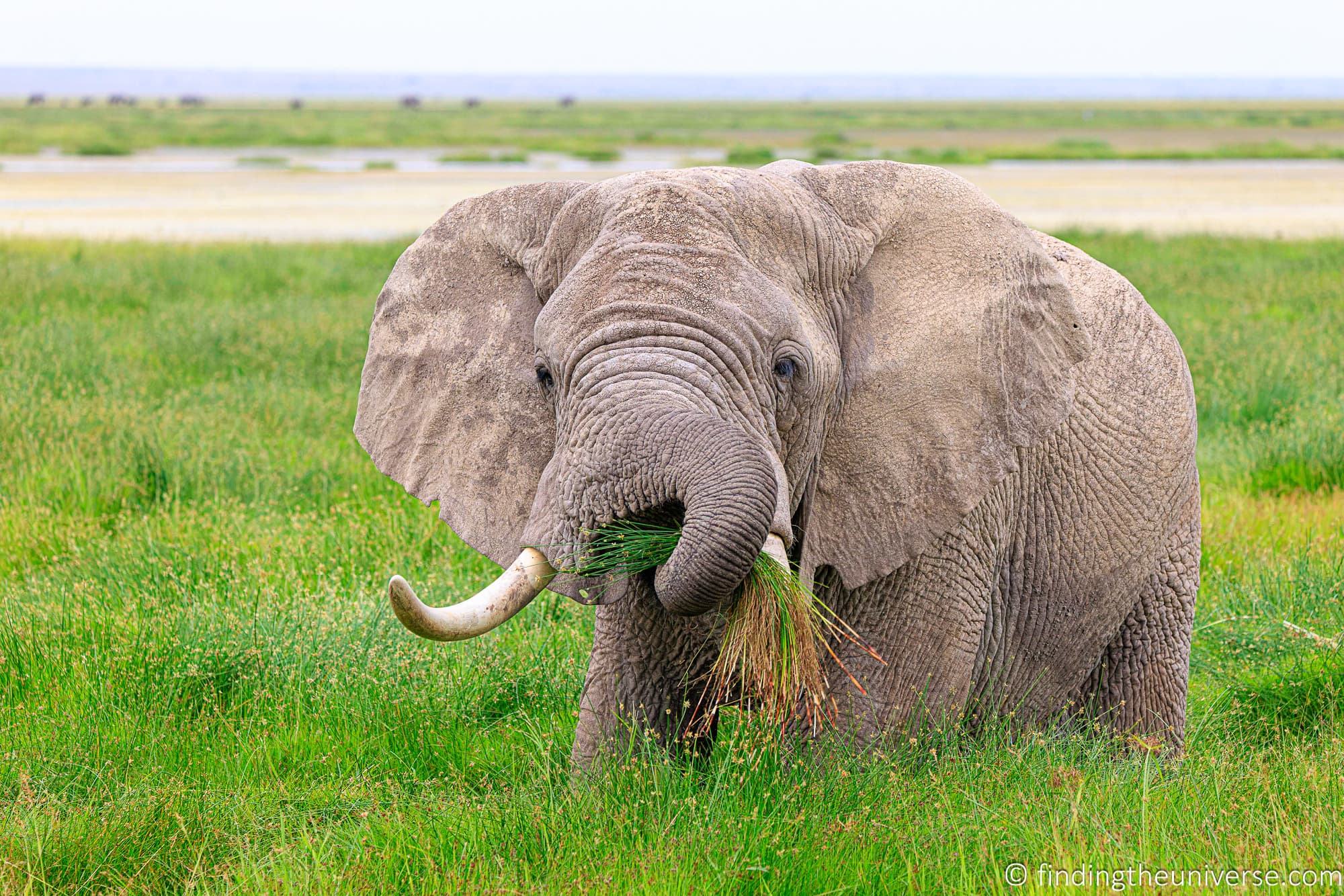 Elephant eating Kenya