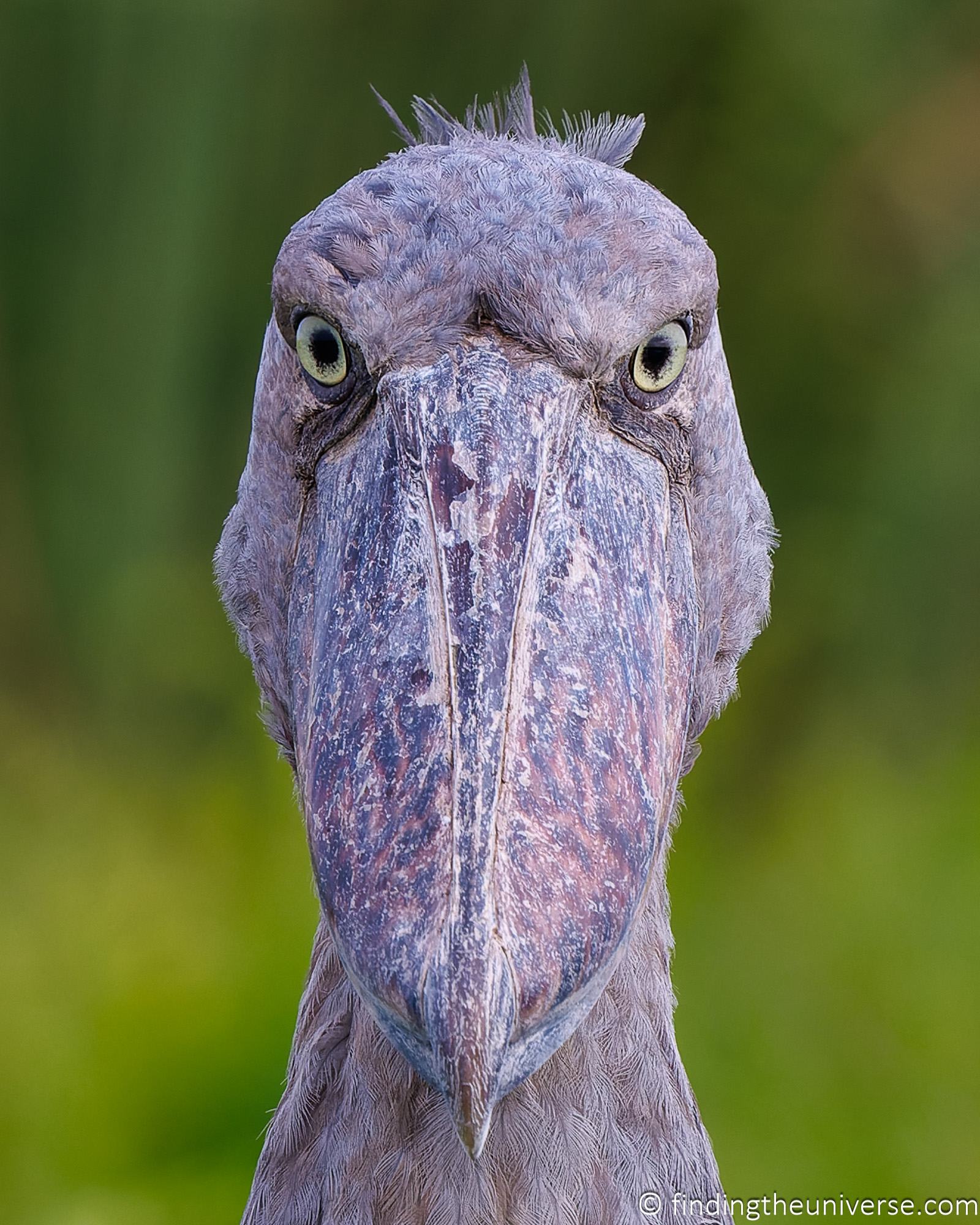 Shoebill Stork