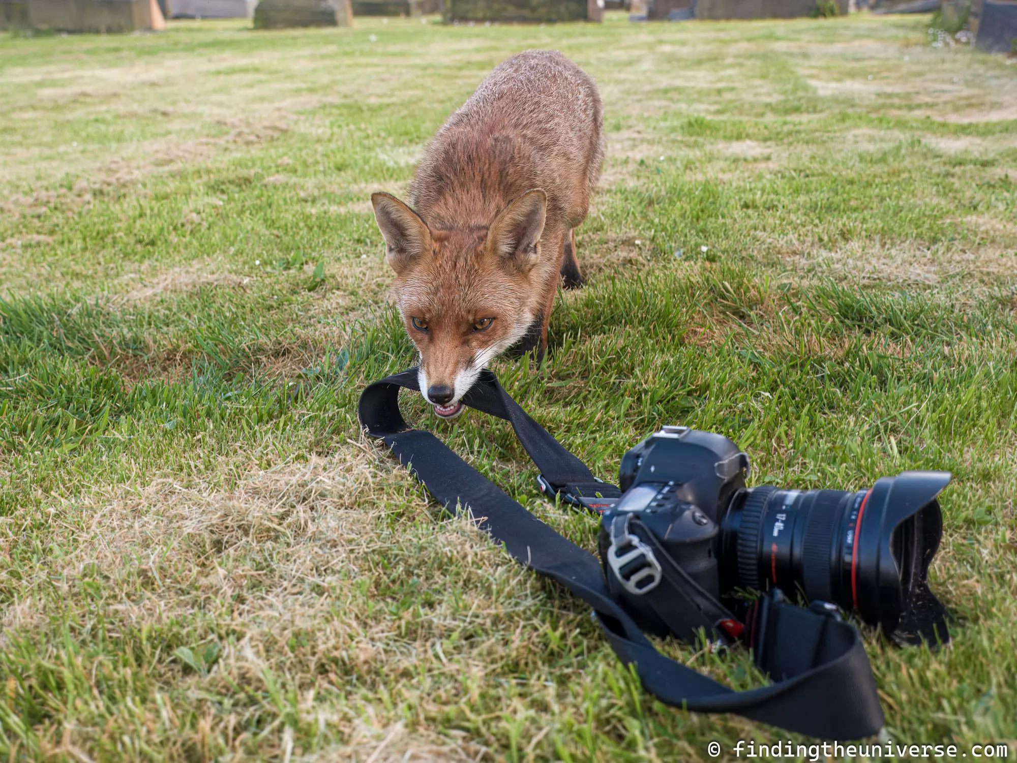 Fox stealing camera by_