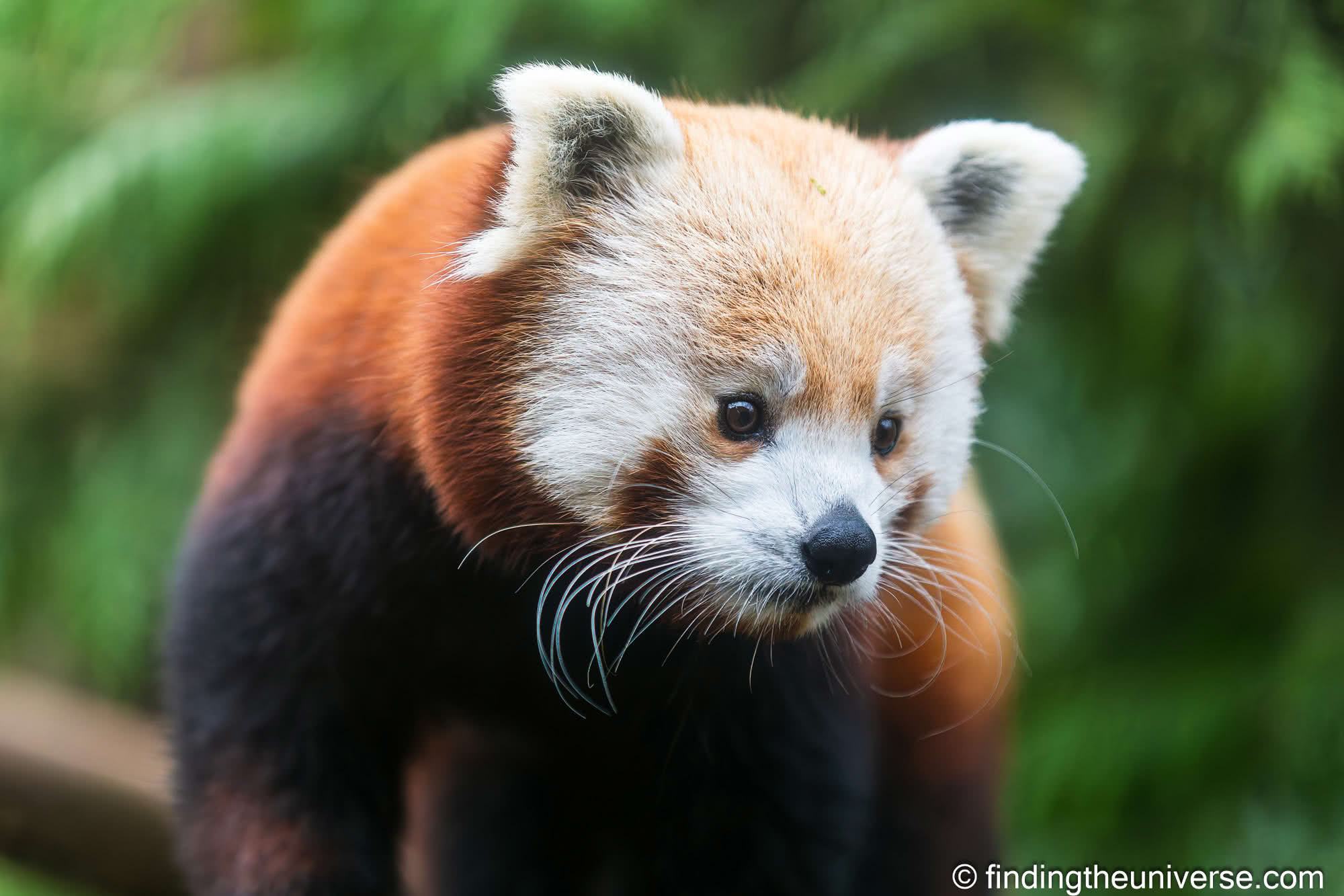 Red Panda by Laurence Norah