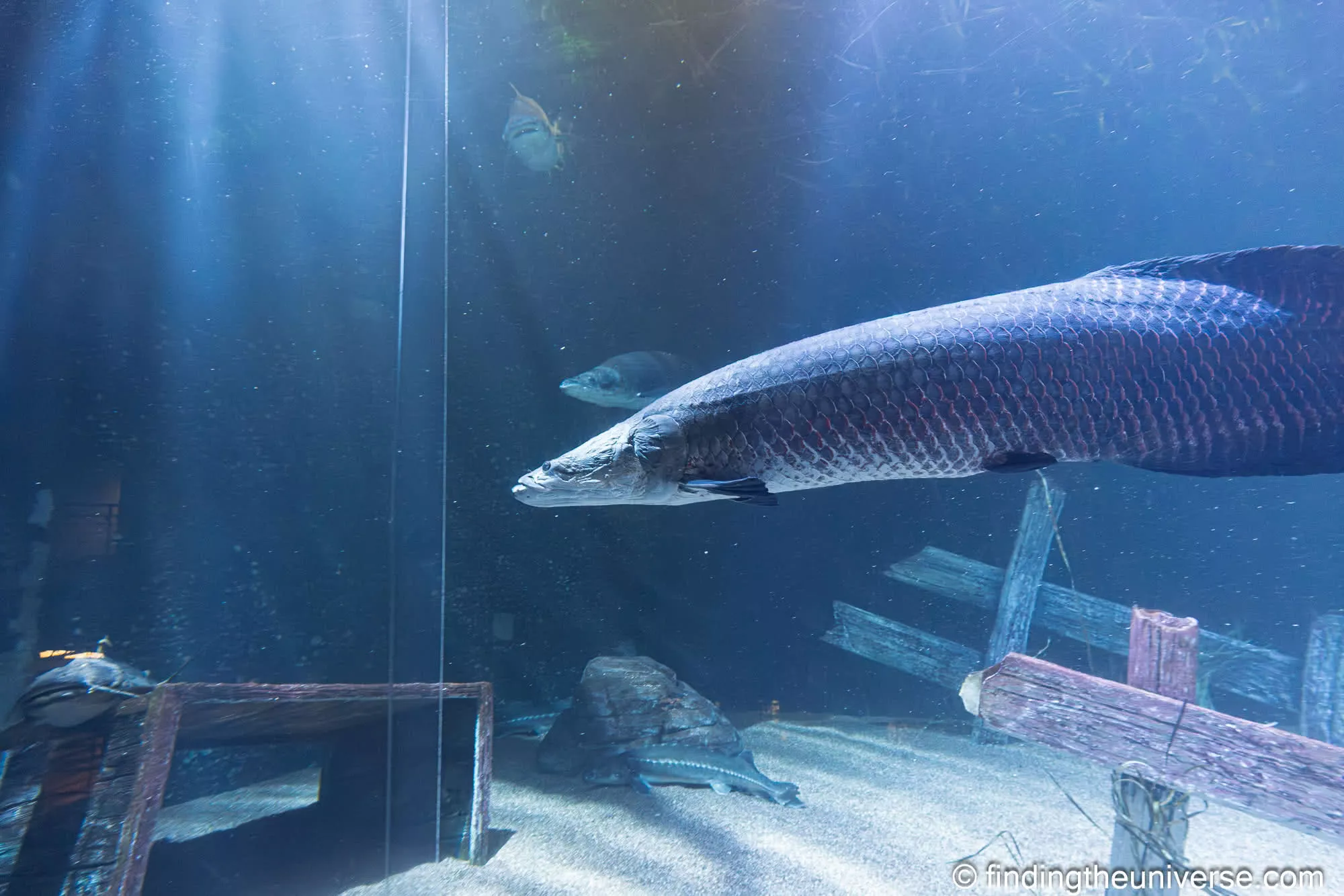 Tennessee Aquarium Chattanooga by Laurence Norah