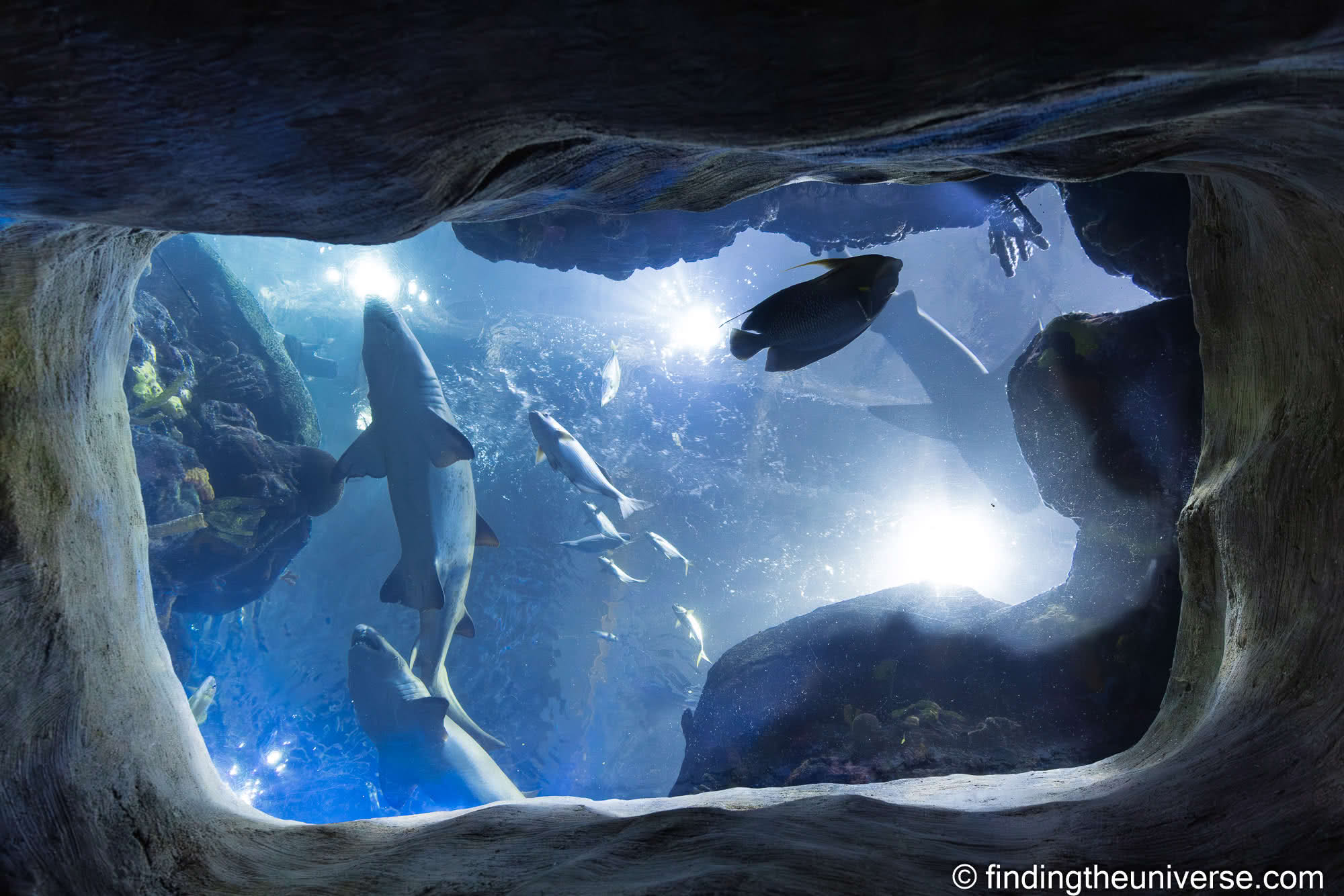 Tennessee Aquarium Chattanooga by Laurence Norah