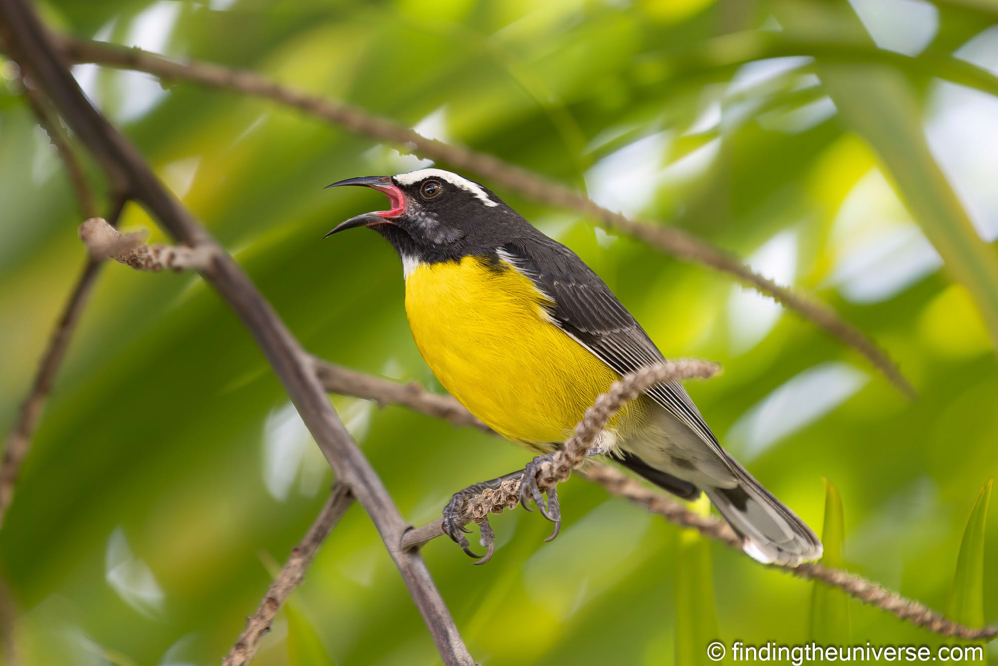 Bananaquit bird barbados by Laurence Norah