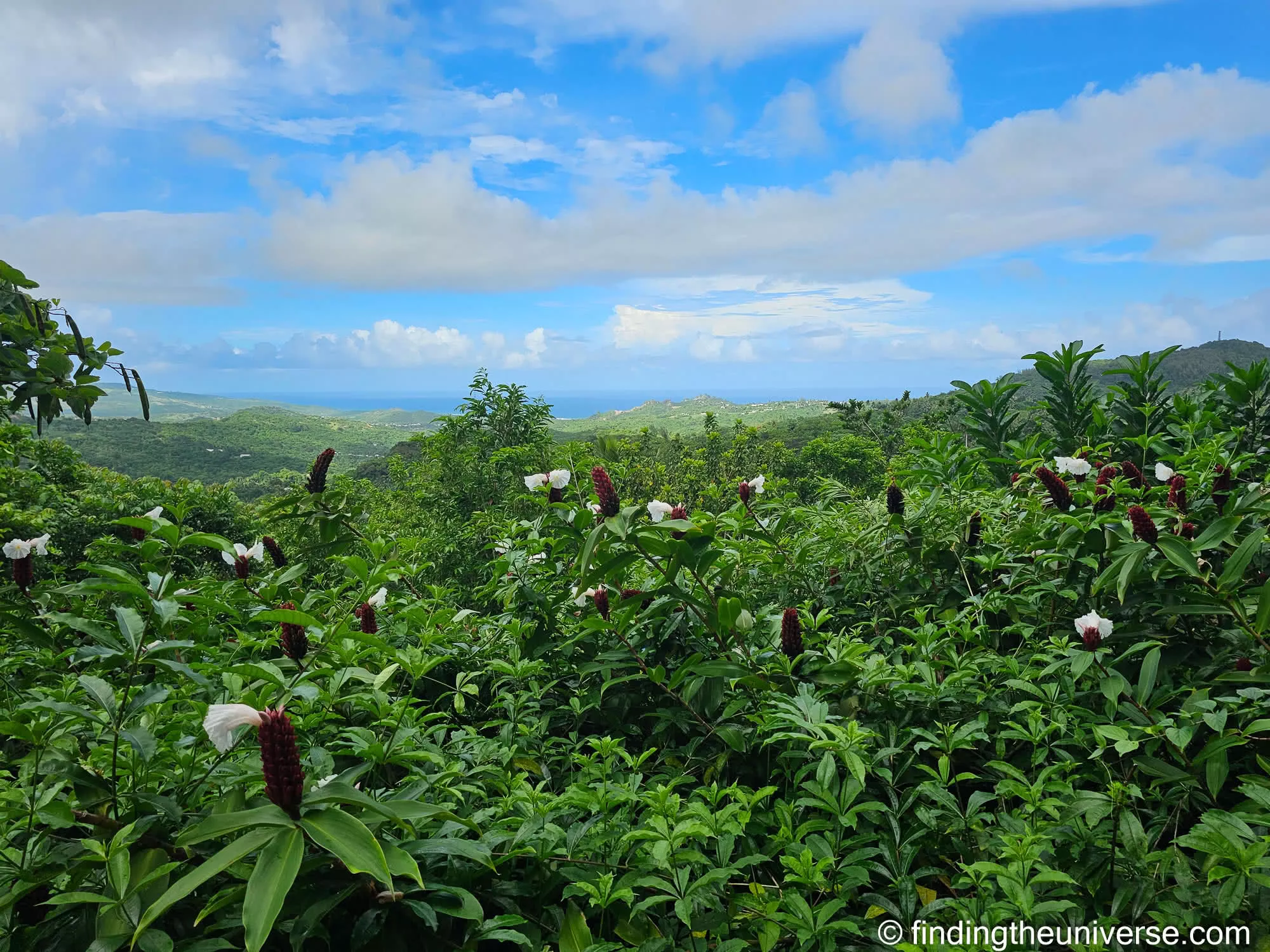 Flower Forest Botanical Garden Barbados by Laurence Norah