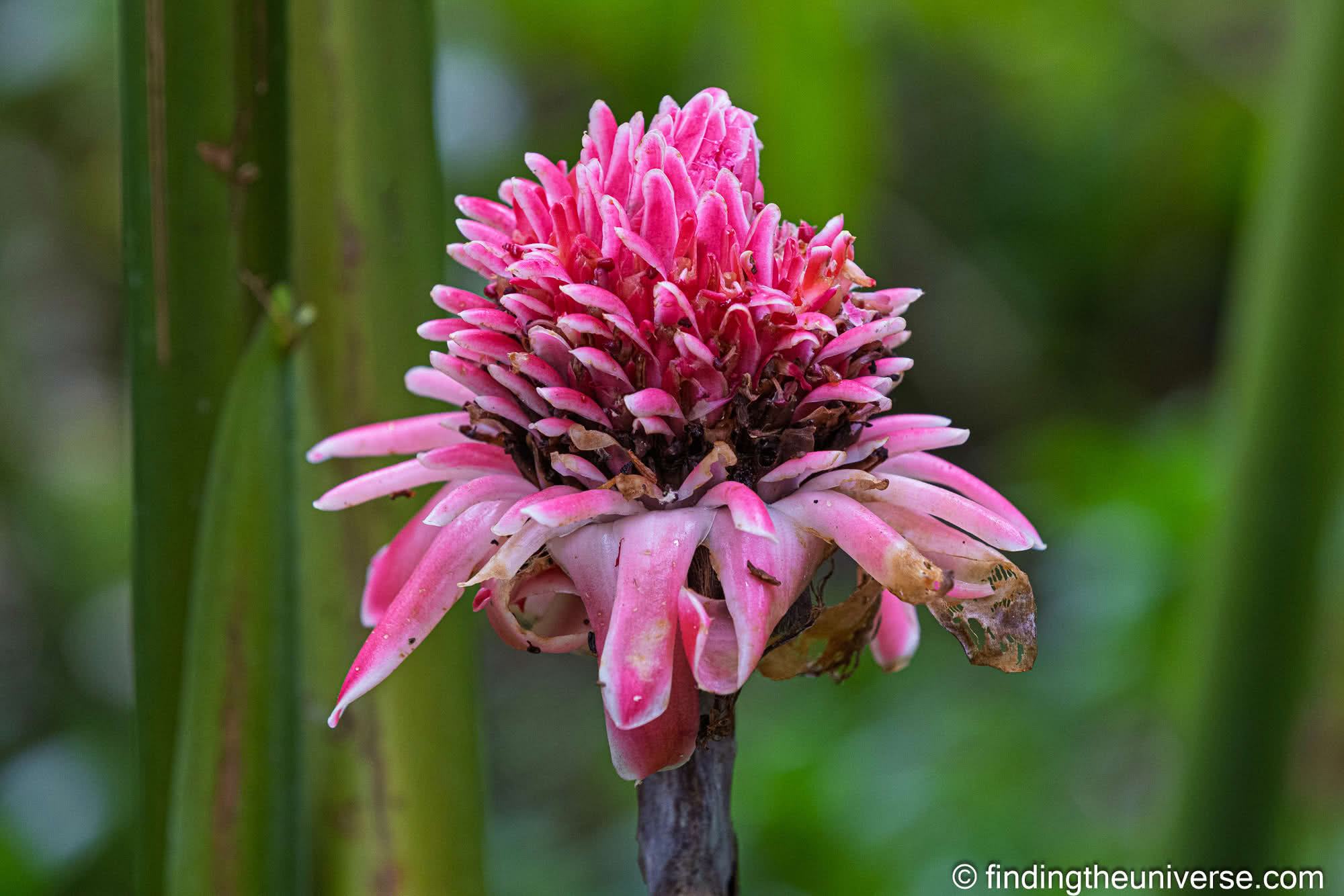 Flower Forest Botanical Garden Barbados by Laurence Norah