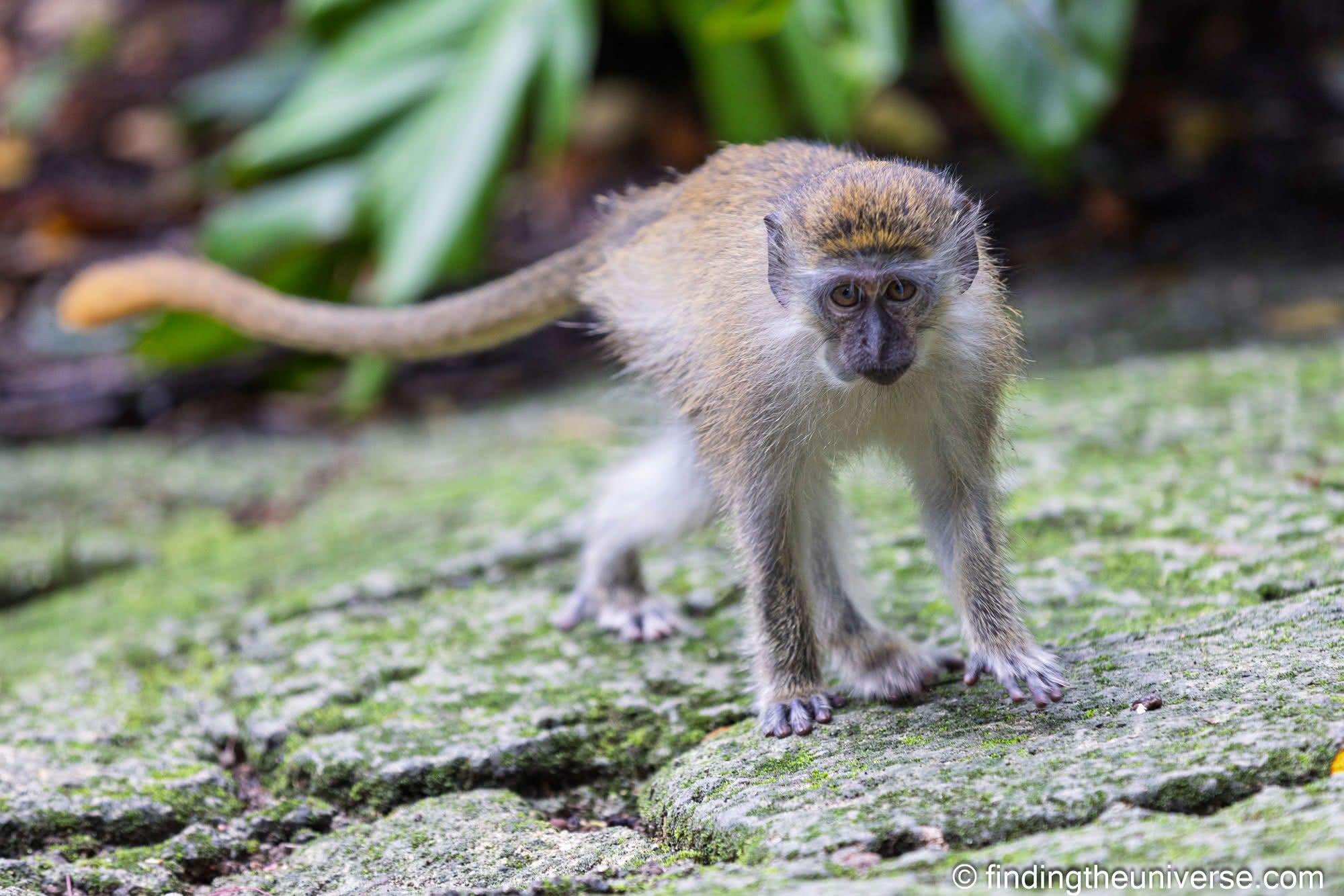 Green monkey barbados by Laurence Norah