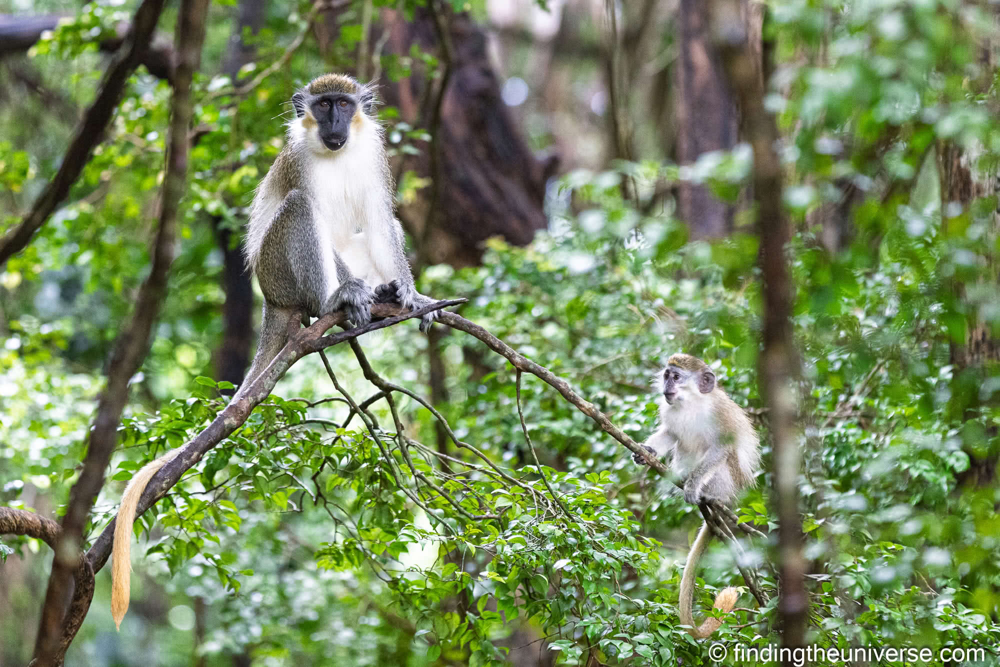 Green monkey barbados by Laurence Norah