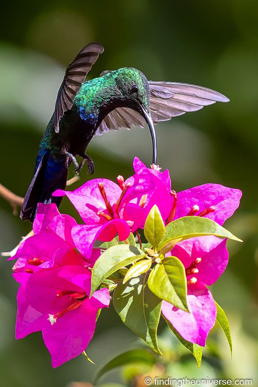 Green throated carib Barbados hummingbird by Laurence Norah