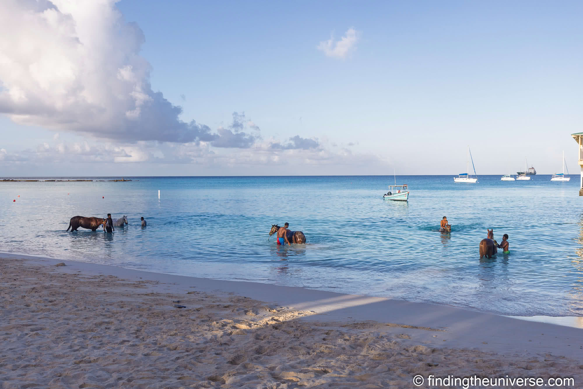 Pebble Beach horses Barbados by Laurence Norah-2