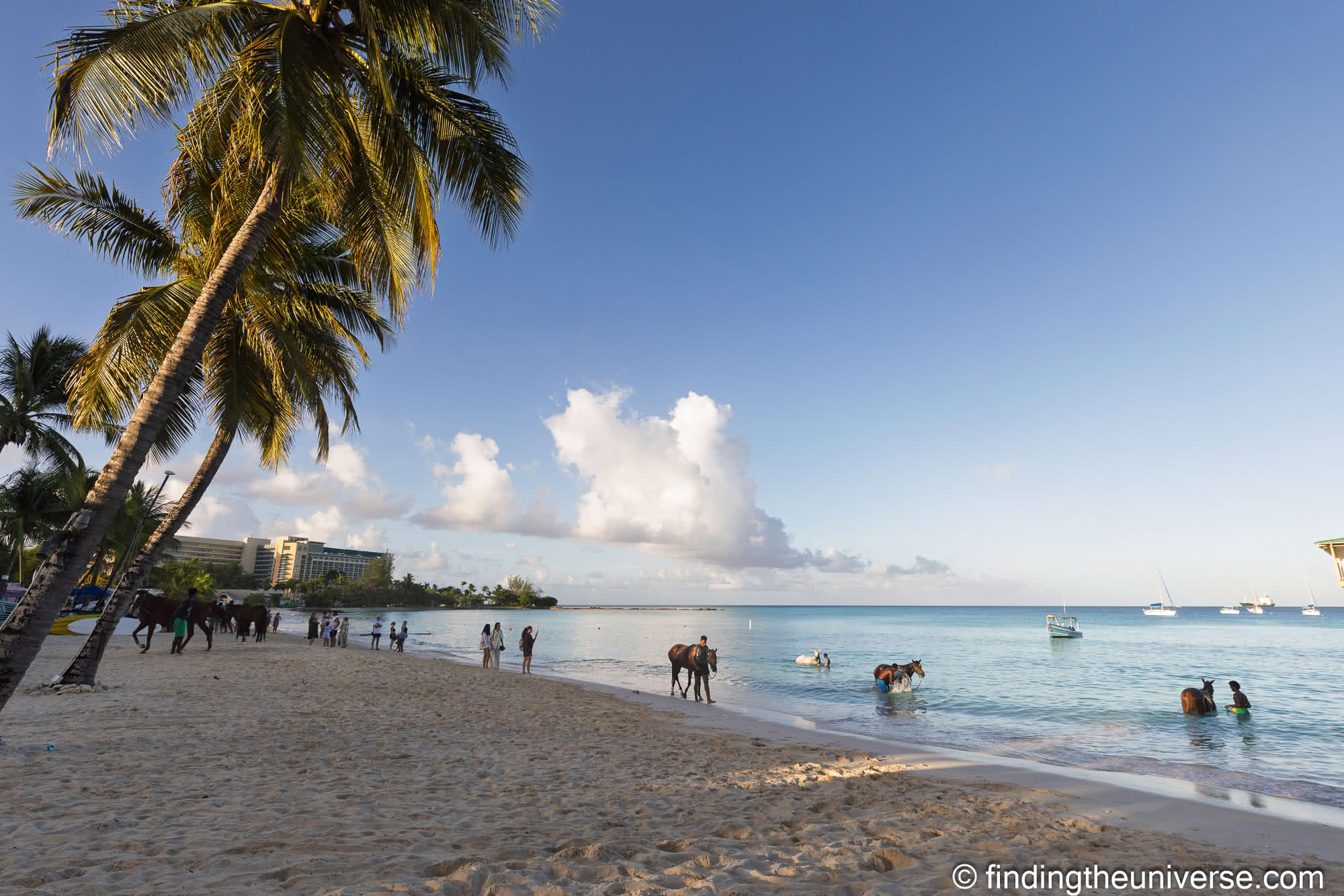 Pebble Beach horses Barbados by Laurence Norah-4