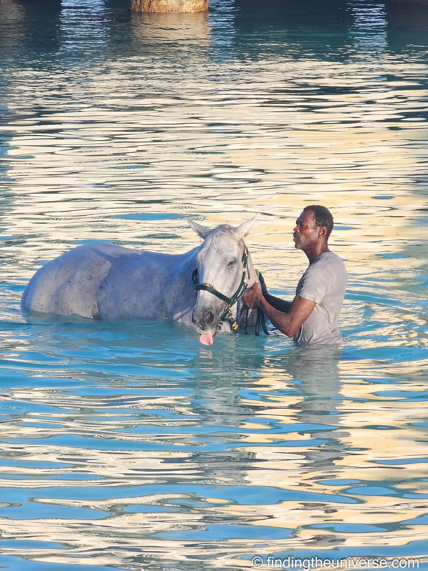 Pebble Beach horses Barbados by Laurence Norah-4