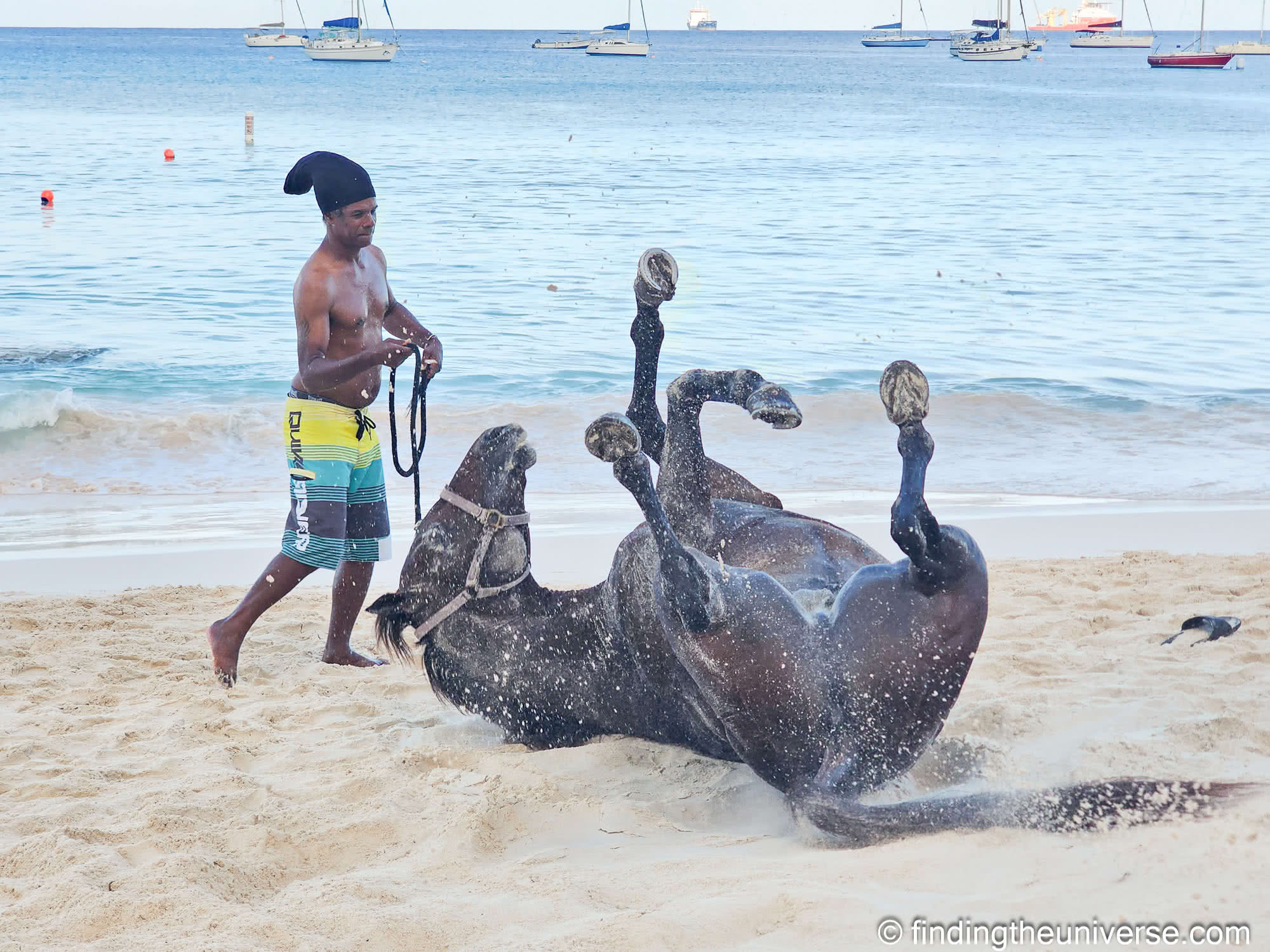 Pebble Beach horses Barbados by Laurence Norah-7