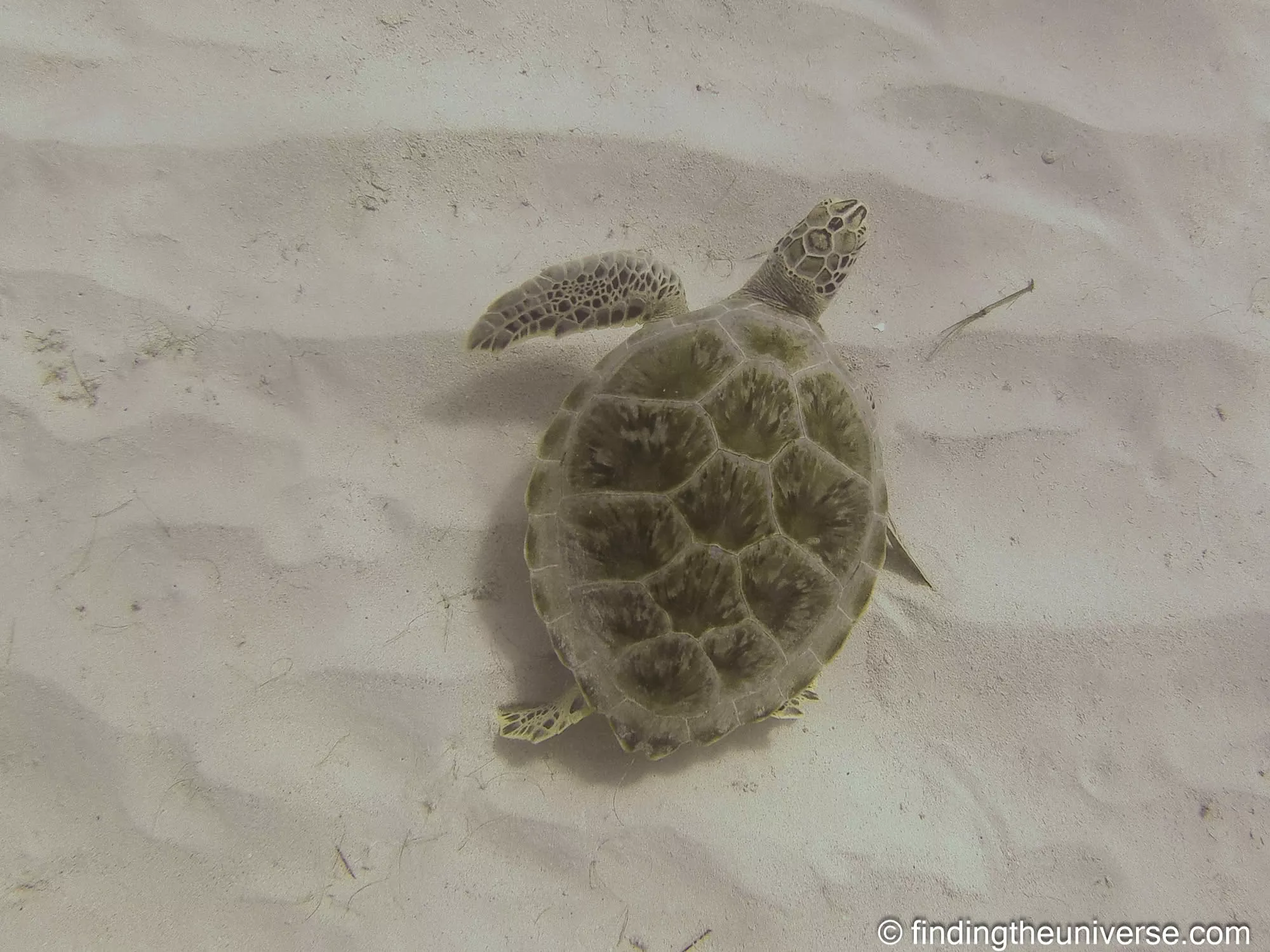 Turtle Barbados by Laurence Norah