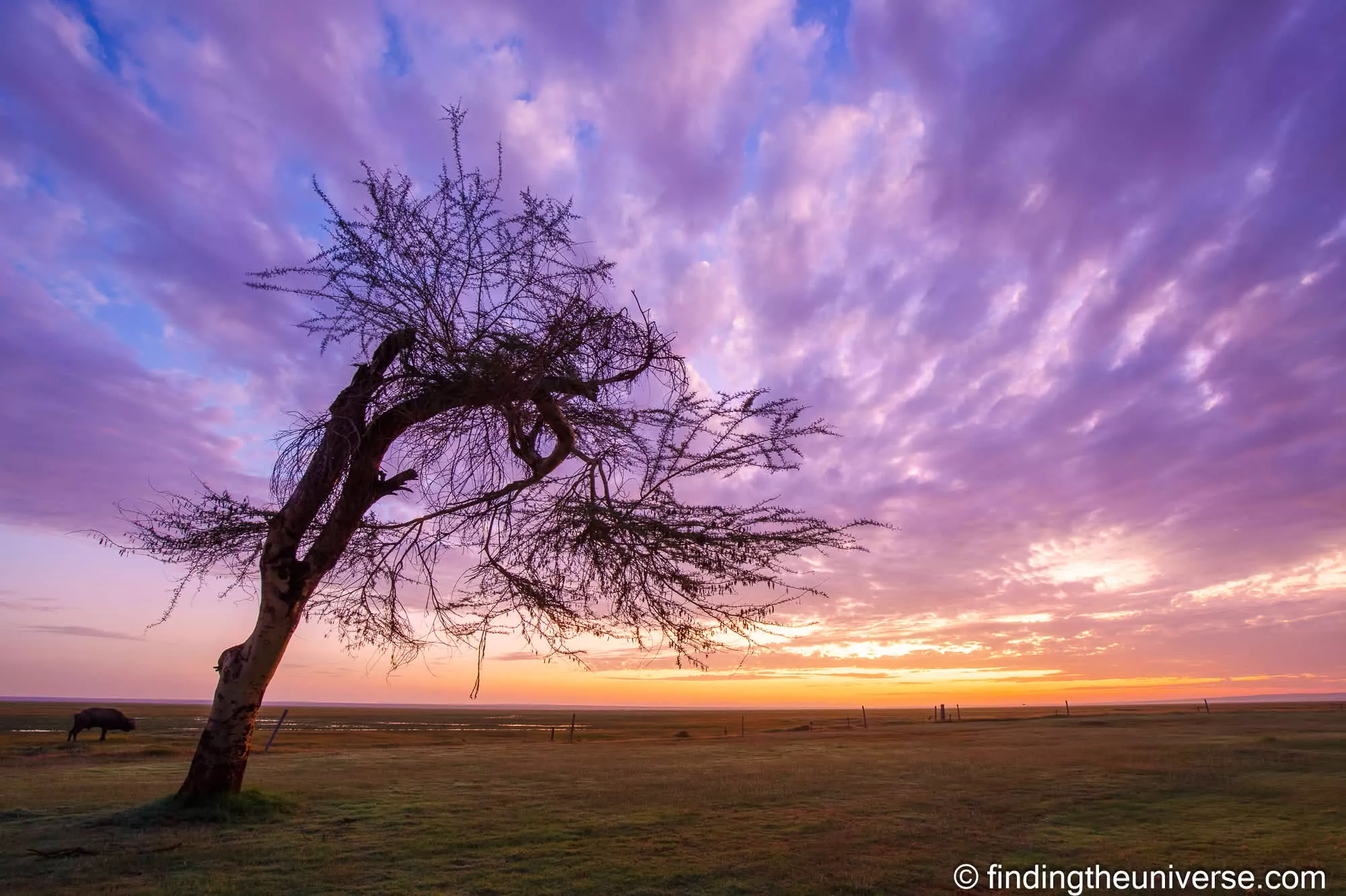 A lone tree silhouetted against a pink and orange dawn sky in Kenya