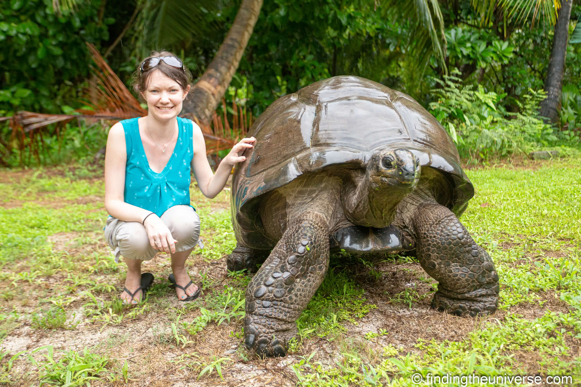 Giant tortoise Bird Island Seychelles by Laurence Norah