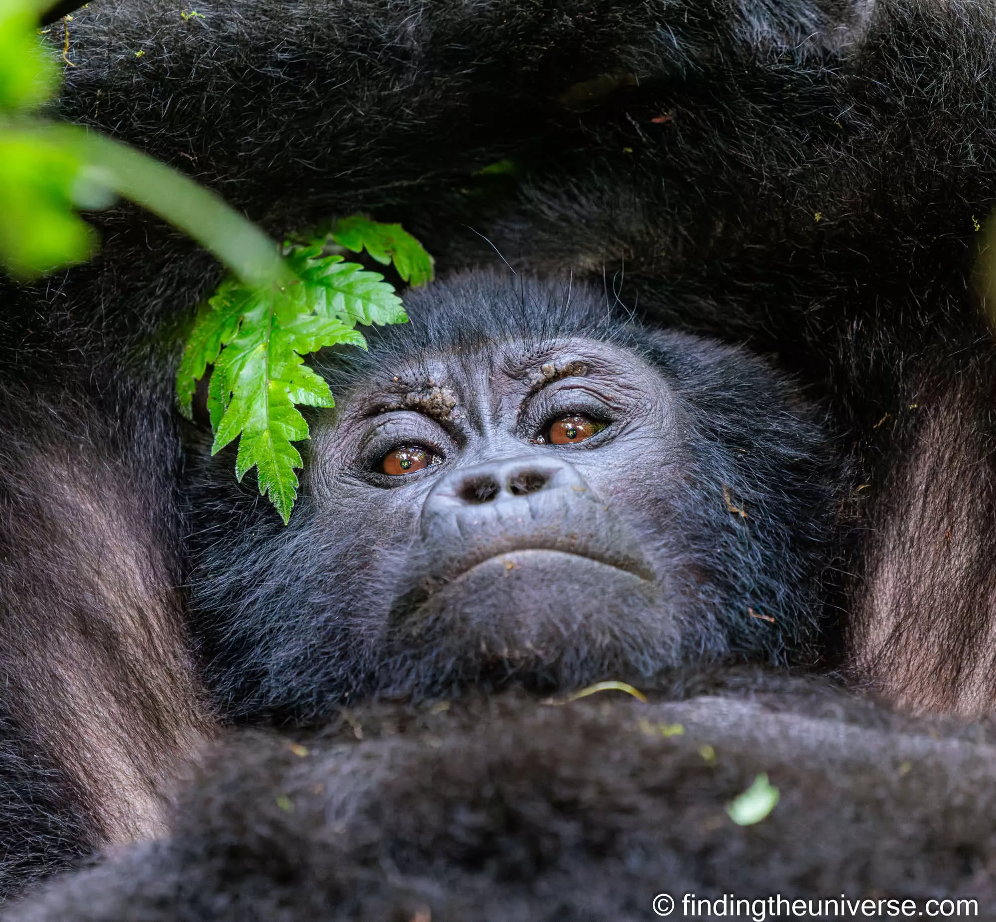 A mountain gorilla resting in dense, dark jungle foliage in Uganda