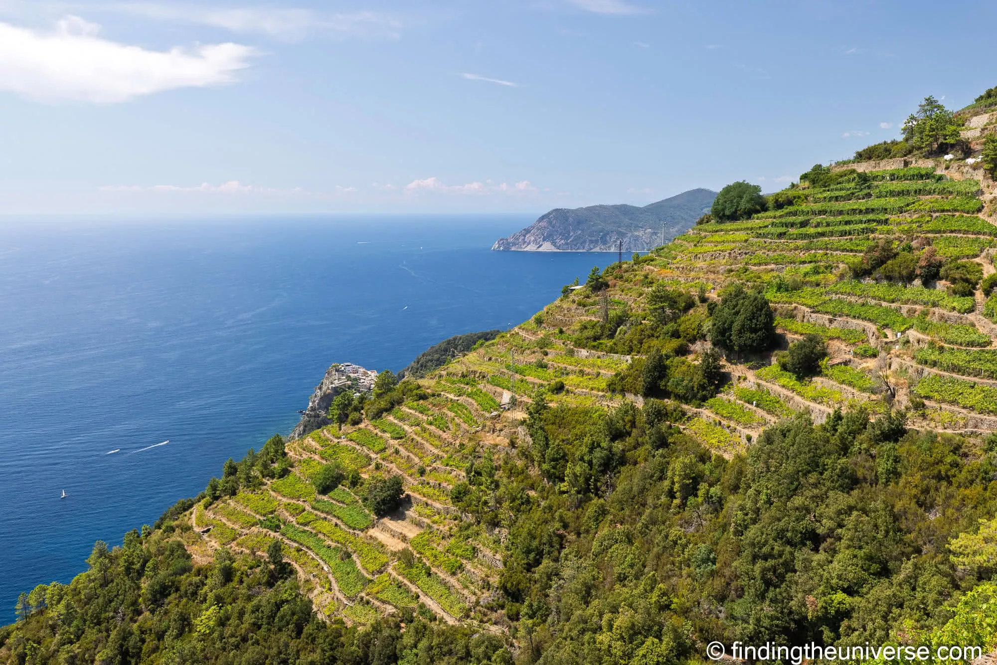 Vineyard terraces dropping to the sea on the Volastra high trail