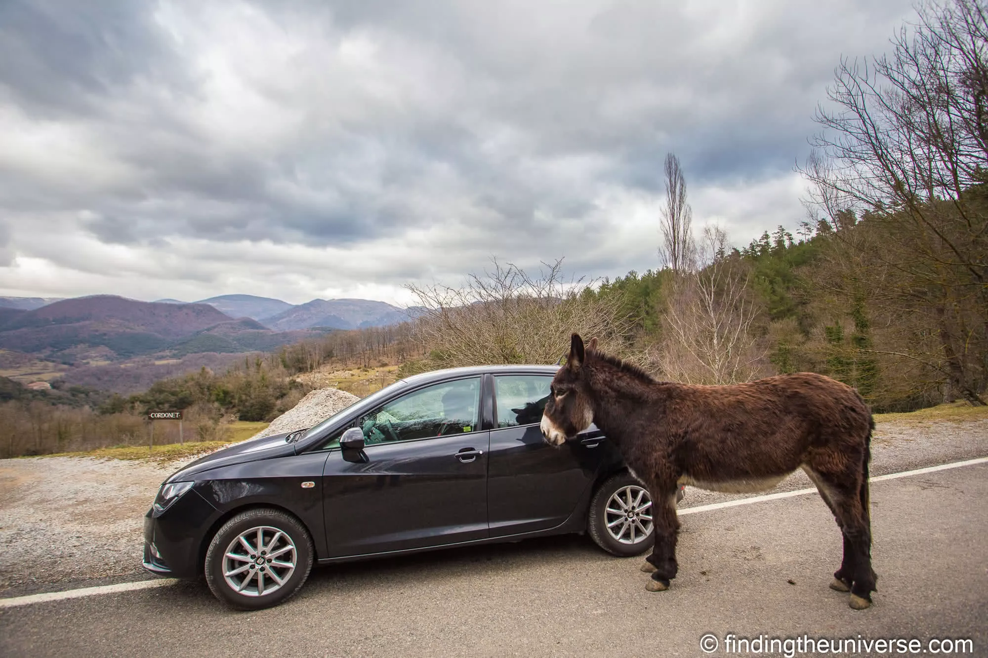 Catalan donkey and rental car by Laurence Norah