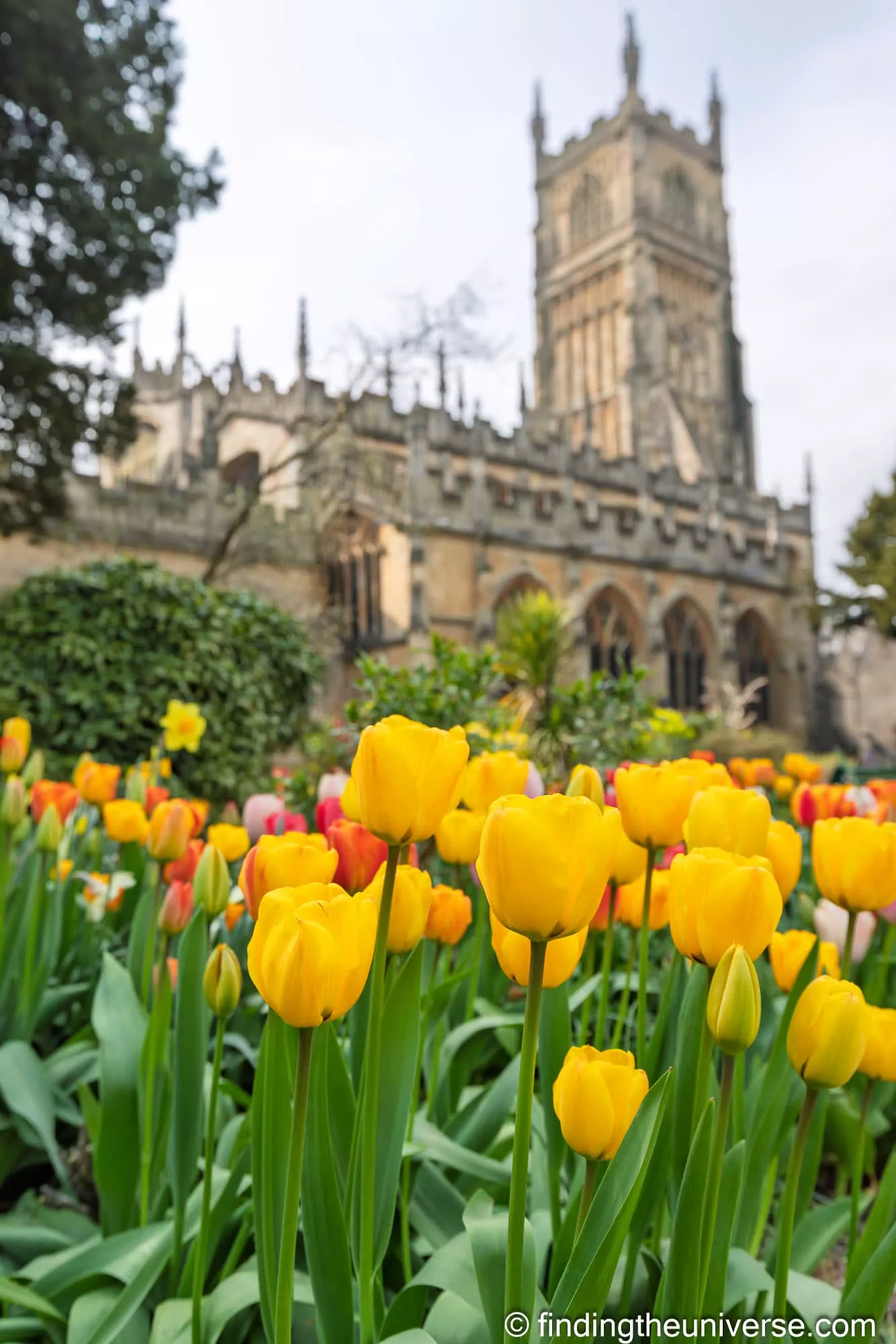 Cirencester tulips below the church tower