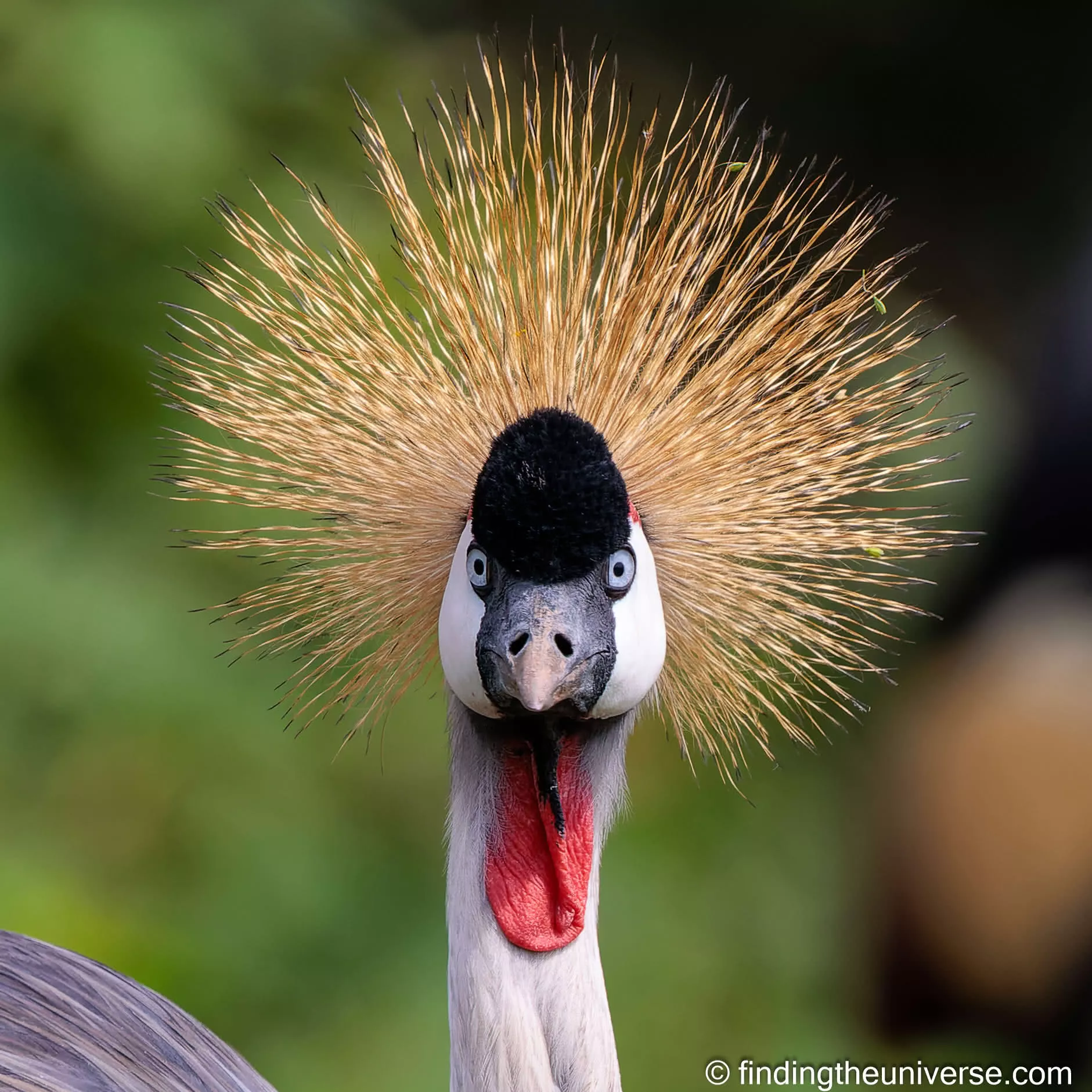 Crested Crane Uganda by Laurence Norah