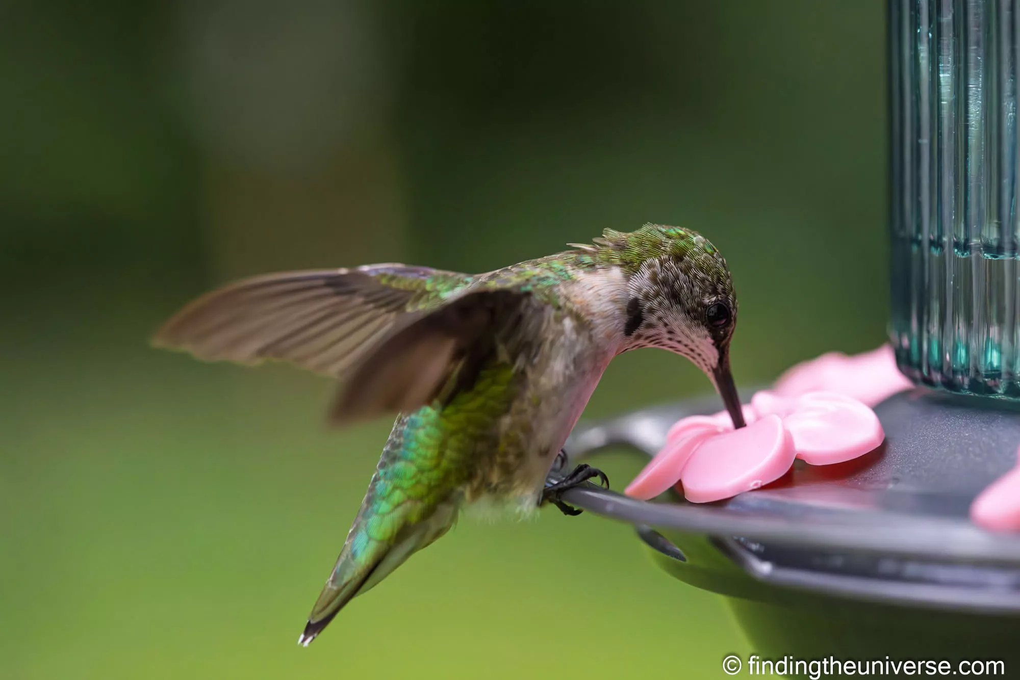 Female hummingbird by Laurence Norah