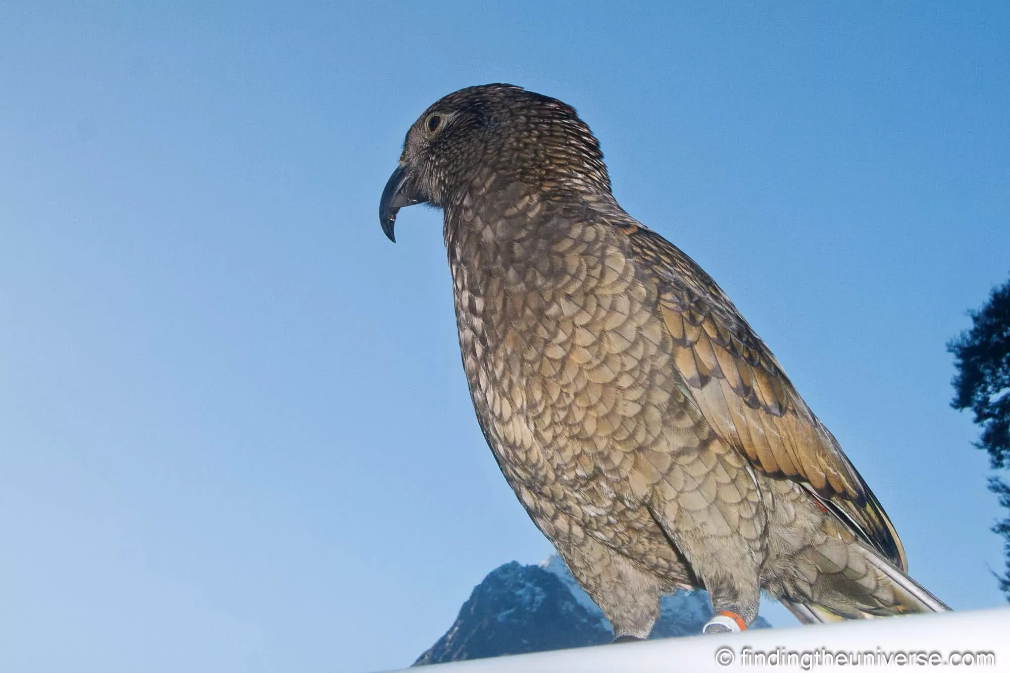 Kea on my vehicle roof by Laurence Norah