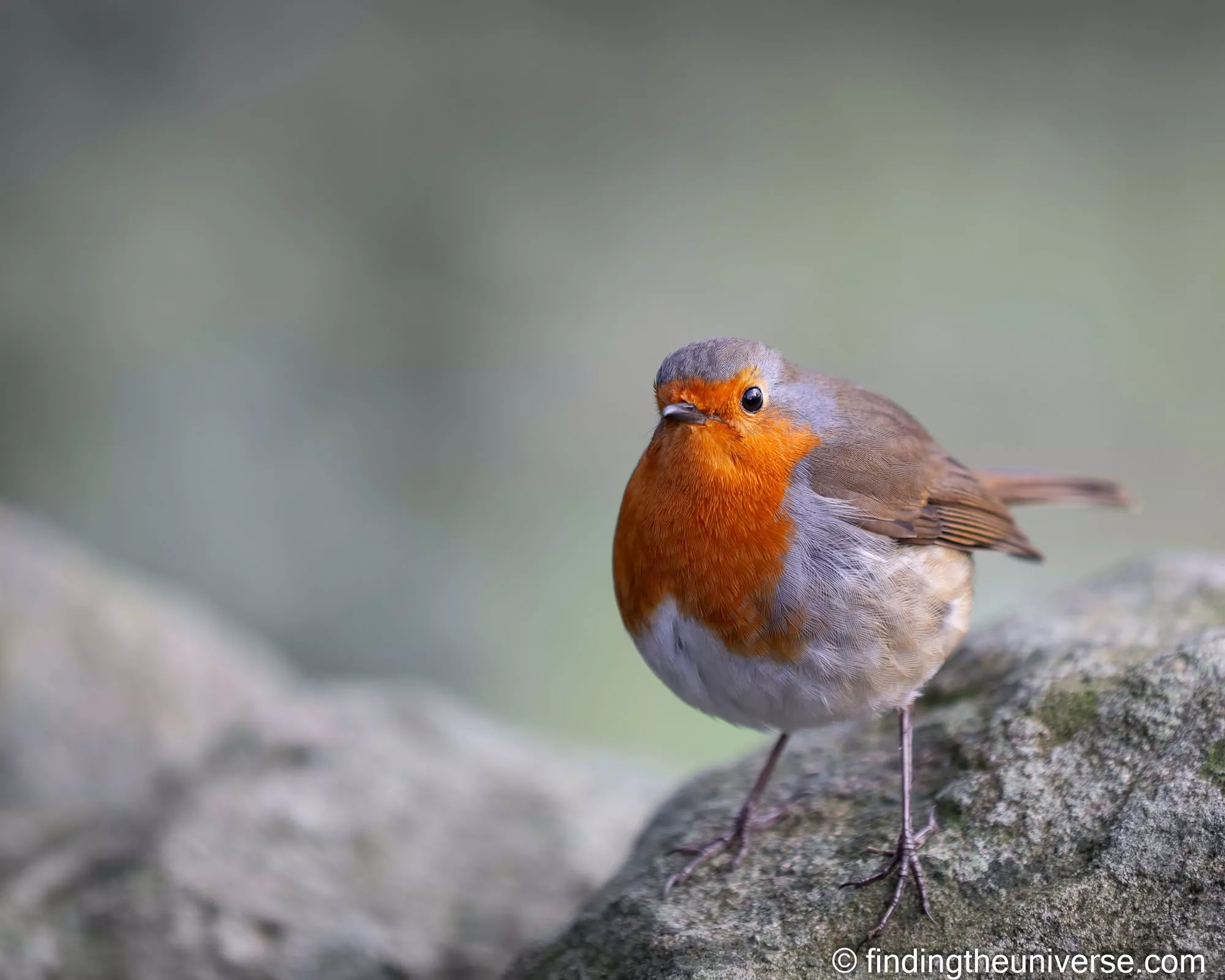 Robin by Laurence Norah