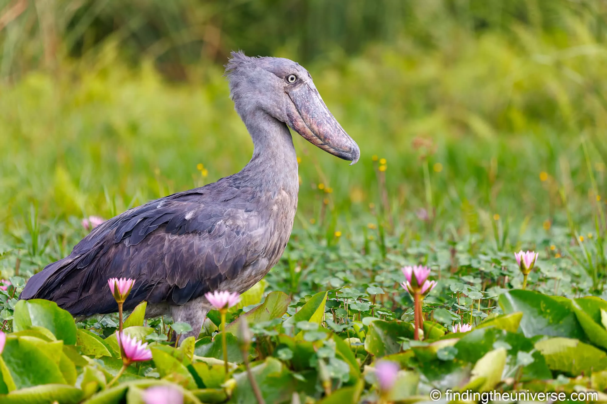 Shoebill stork Uganda by Laurence Norah-2