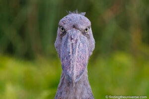 Shoebill stork Uganda by Laurence Norah