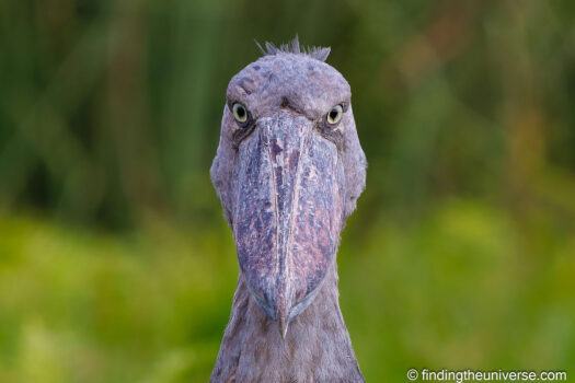 Shoebill stork Uganda by Laurence Norah