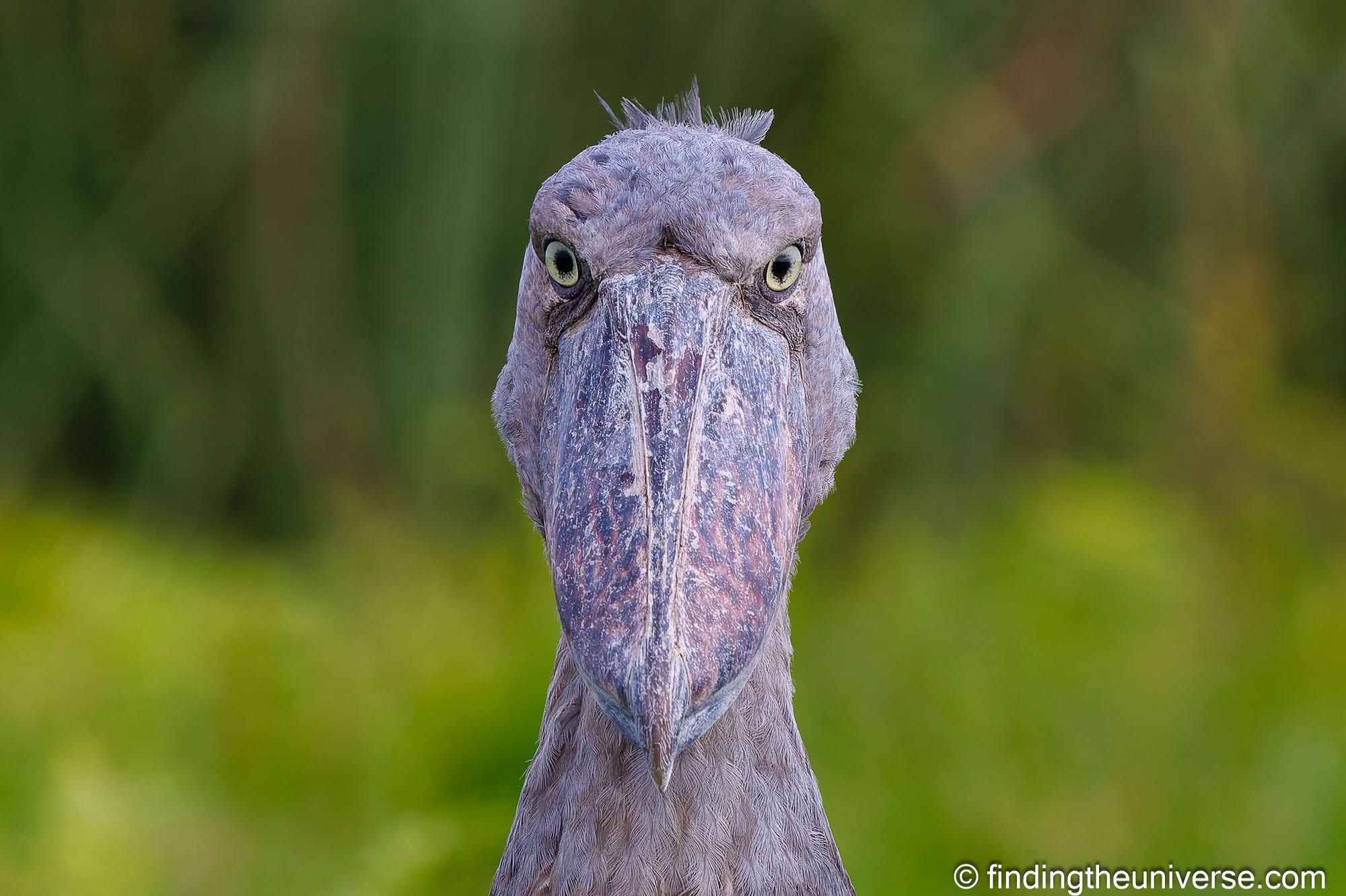 Shoebill stork Uganda by Laurence Norah