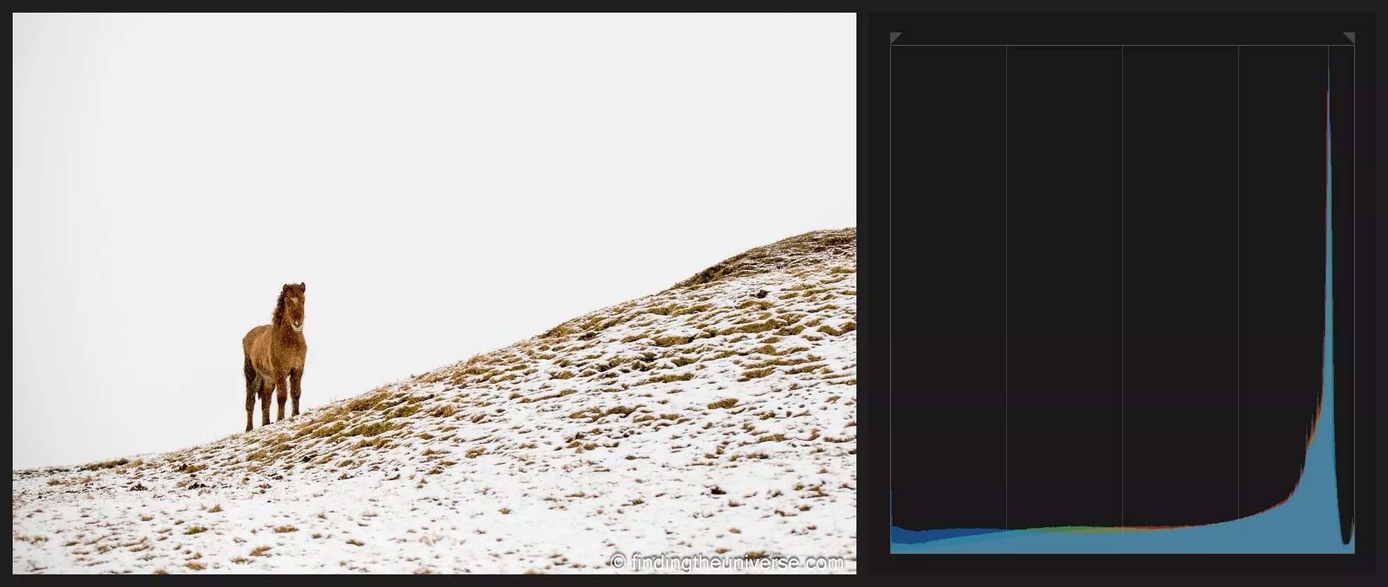 Icelandic horse on a snowy hillside next to a histogram piled against the right edge