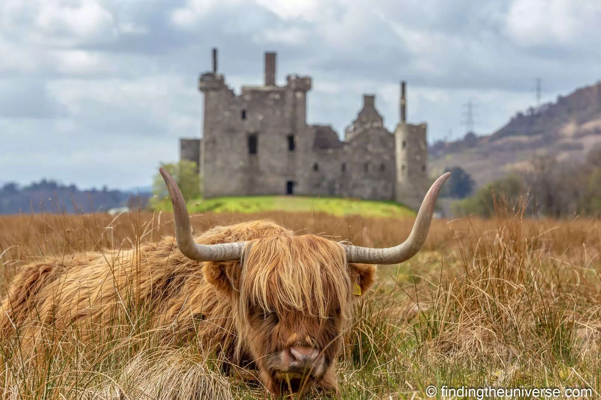 A Highland cow in front of Kilchurn Castle