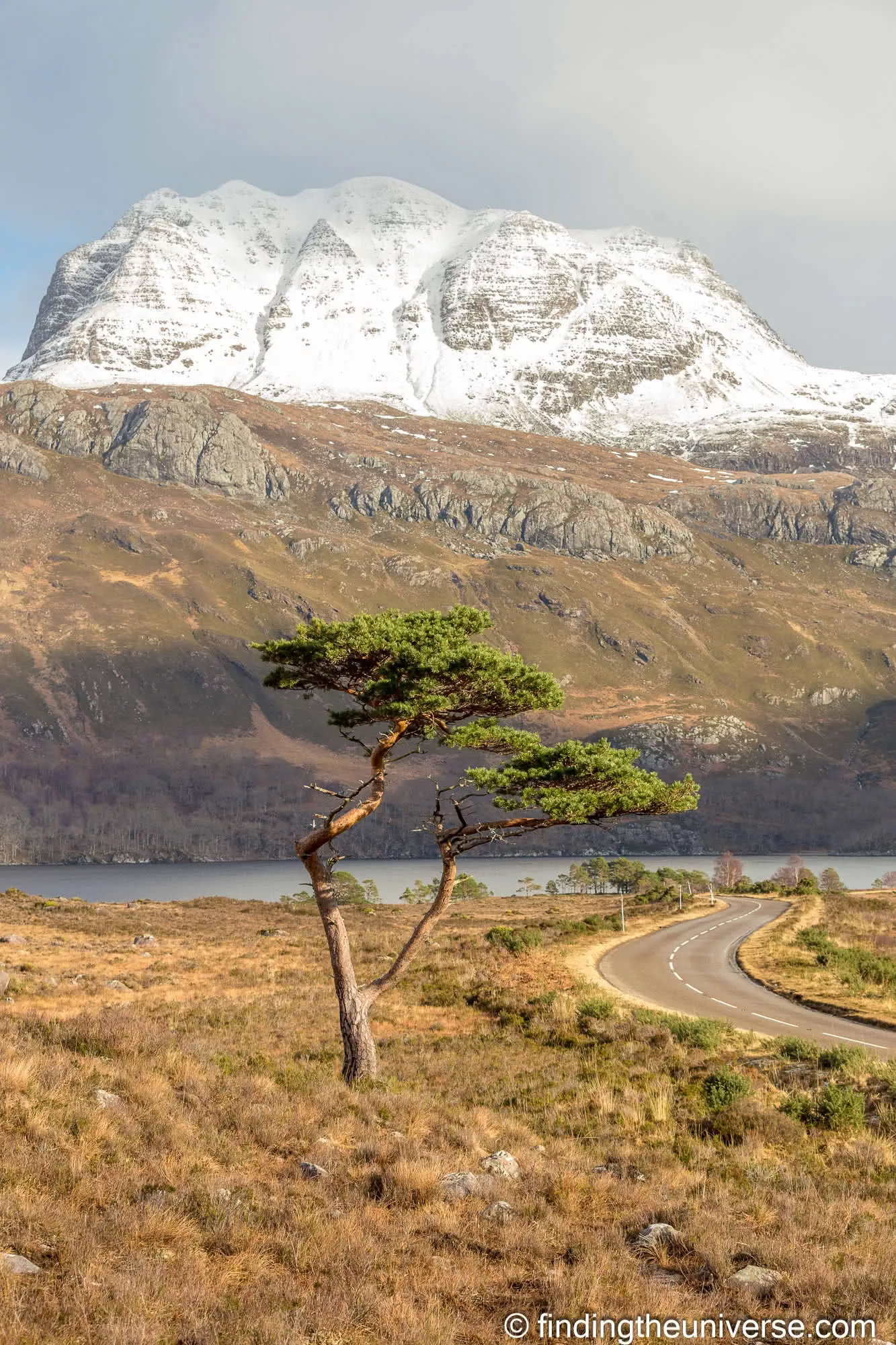 A lone wind-bent pine on the shore of Loch Maree below snow-covered Slioch